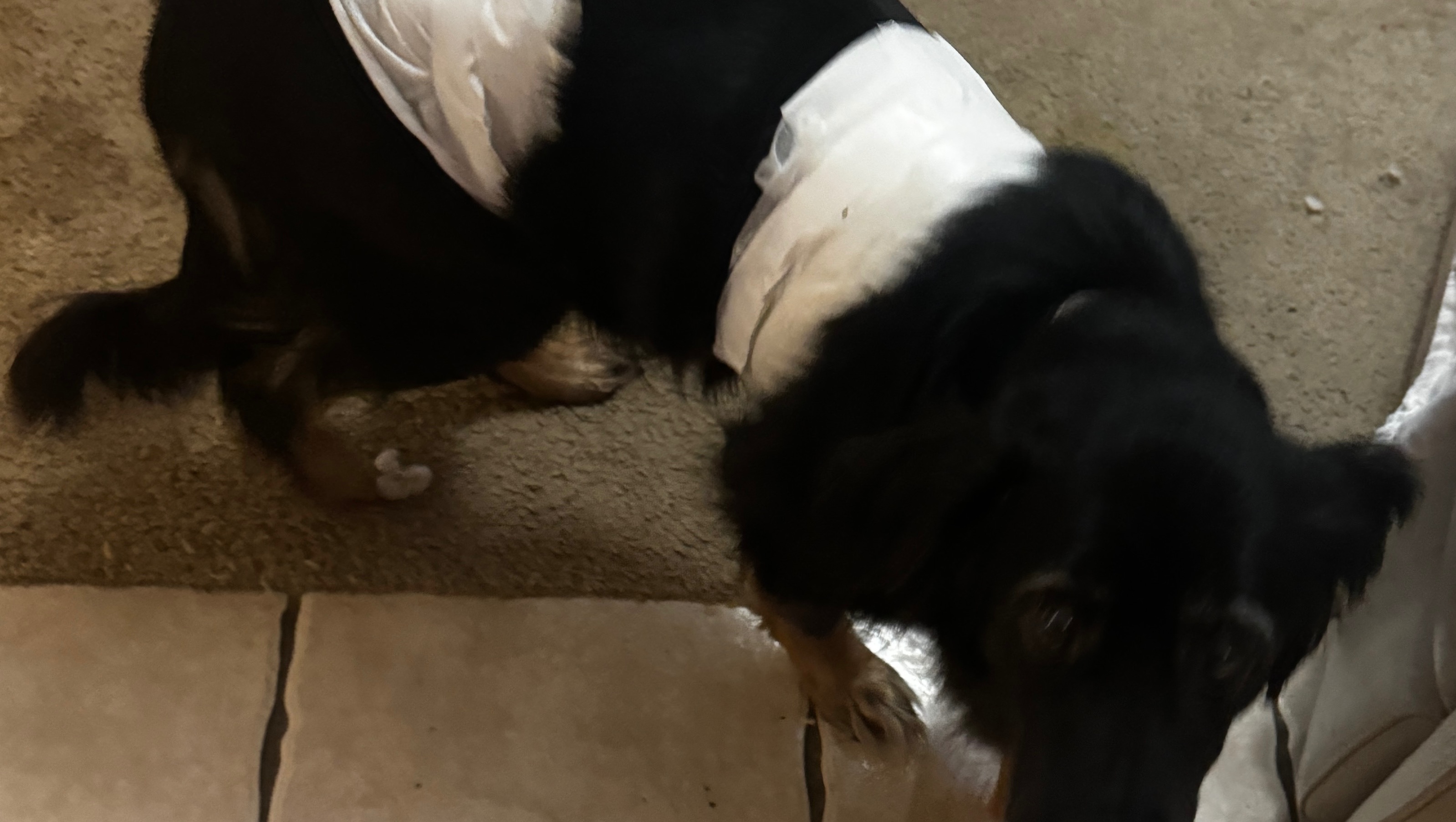 Help Midnight Get Life-Saving Surgery photo