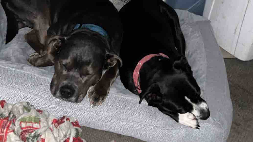 Help Thomas & Julie Keep Their Beloved Dogs Safe photo