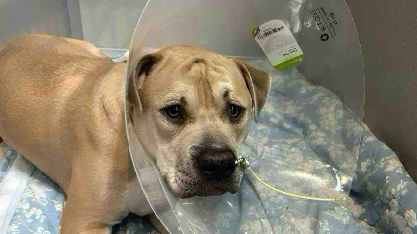 Support Stitch’s Lifelong Care After Surgery photo