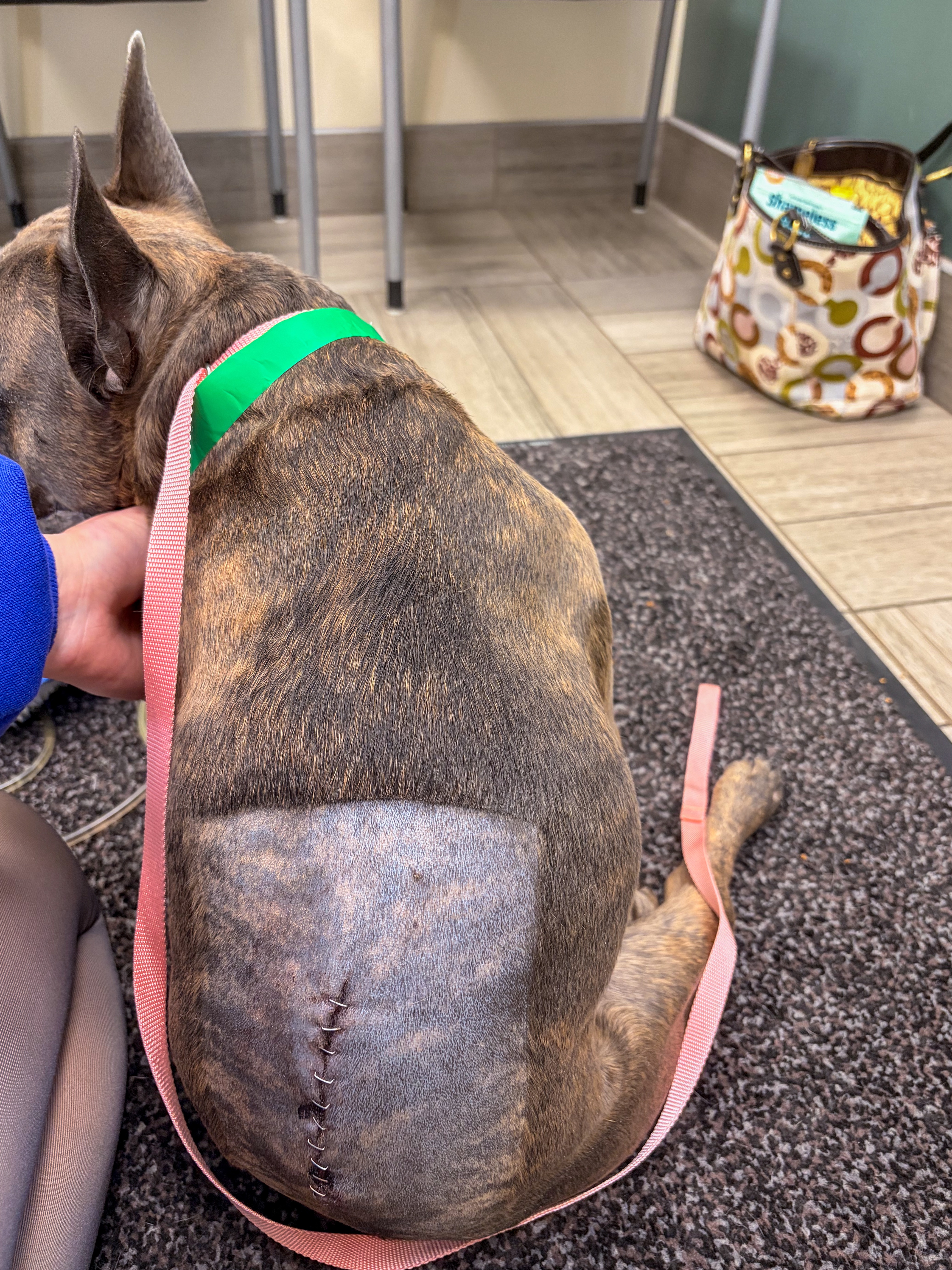 Help Dougie Walk Again — Supporting His Road to Recovery campaign photo, 4 of 8