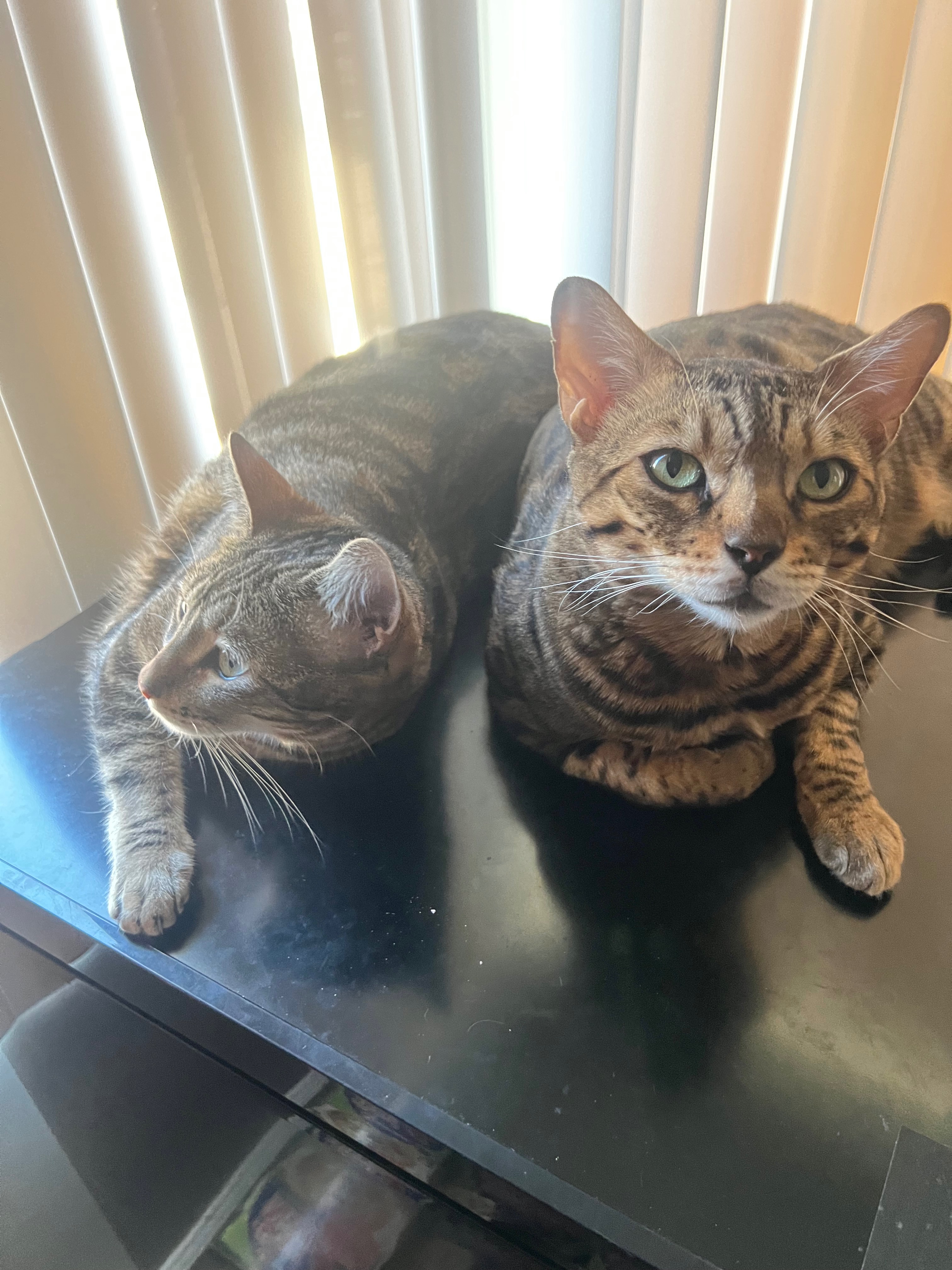 Support for Houdini’s Emergency Vet Bills campaign photo, 2 of 8