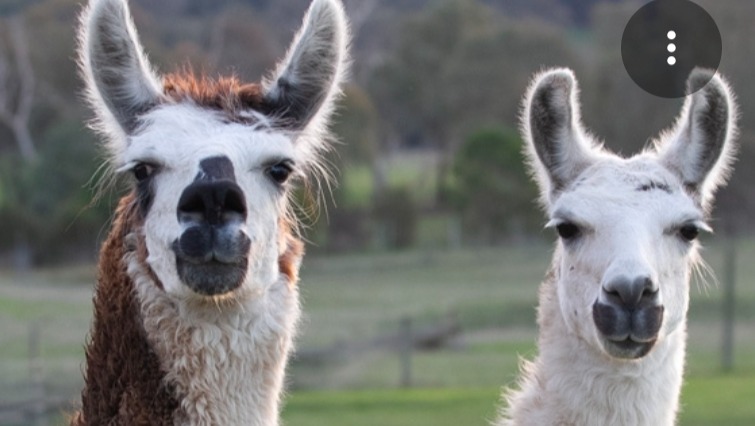 Help Me Bring My Dream Llamas Home