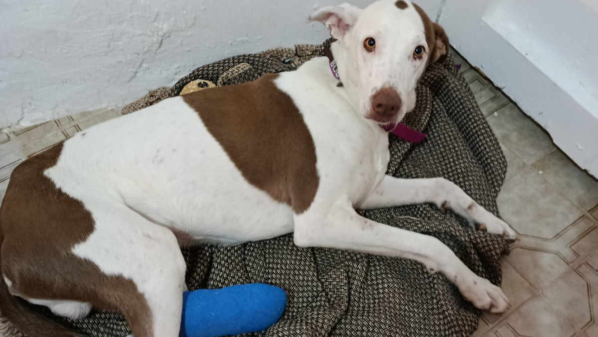 Bubbles surgery costs photo