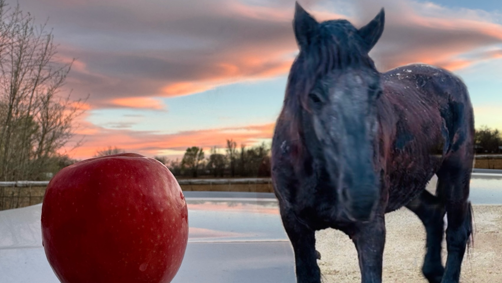 Rescue Horse Irena Showing Progress with Meds and TLC! photo