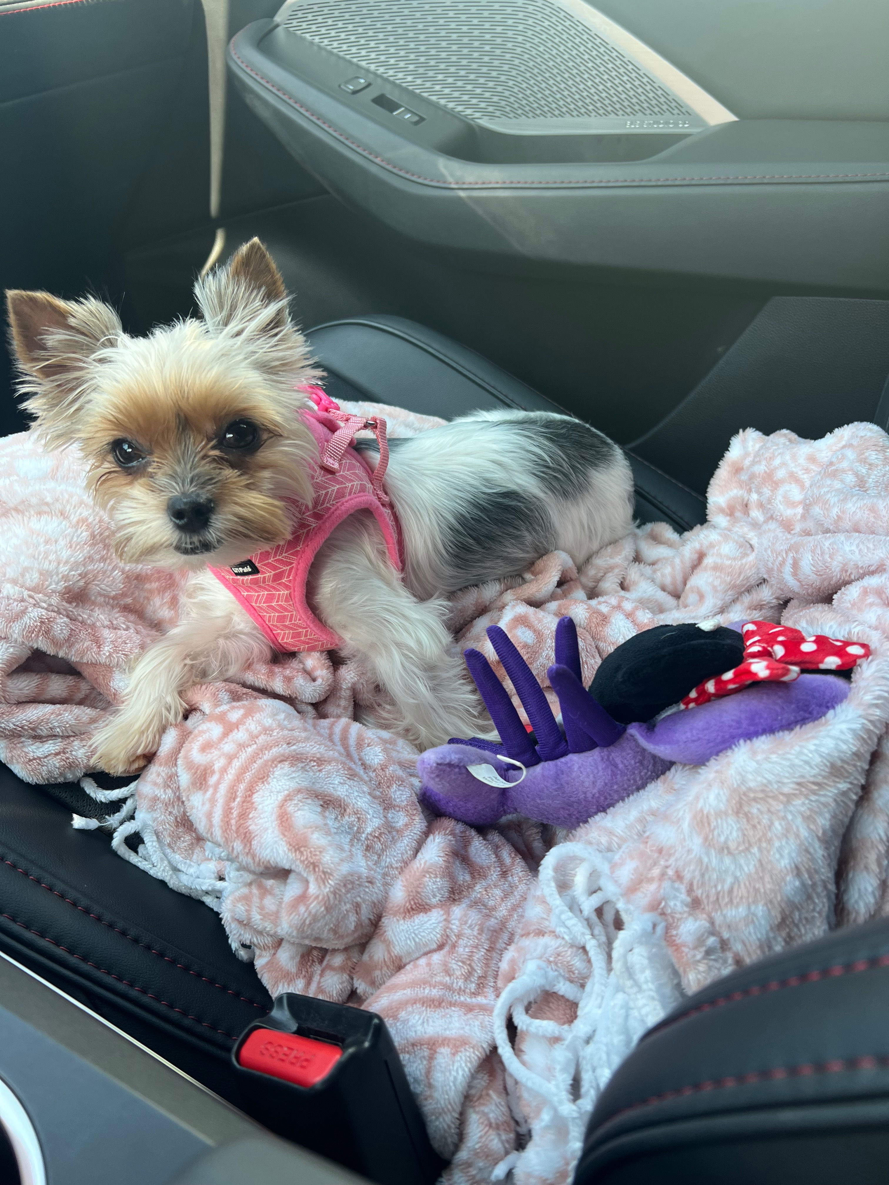 Help Save Sweet Macie’s Life campaign photo, 6 of 7