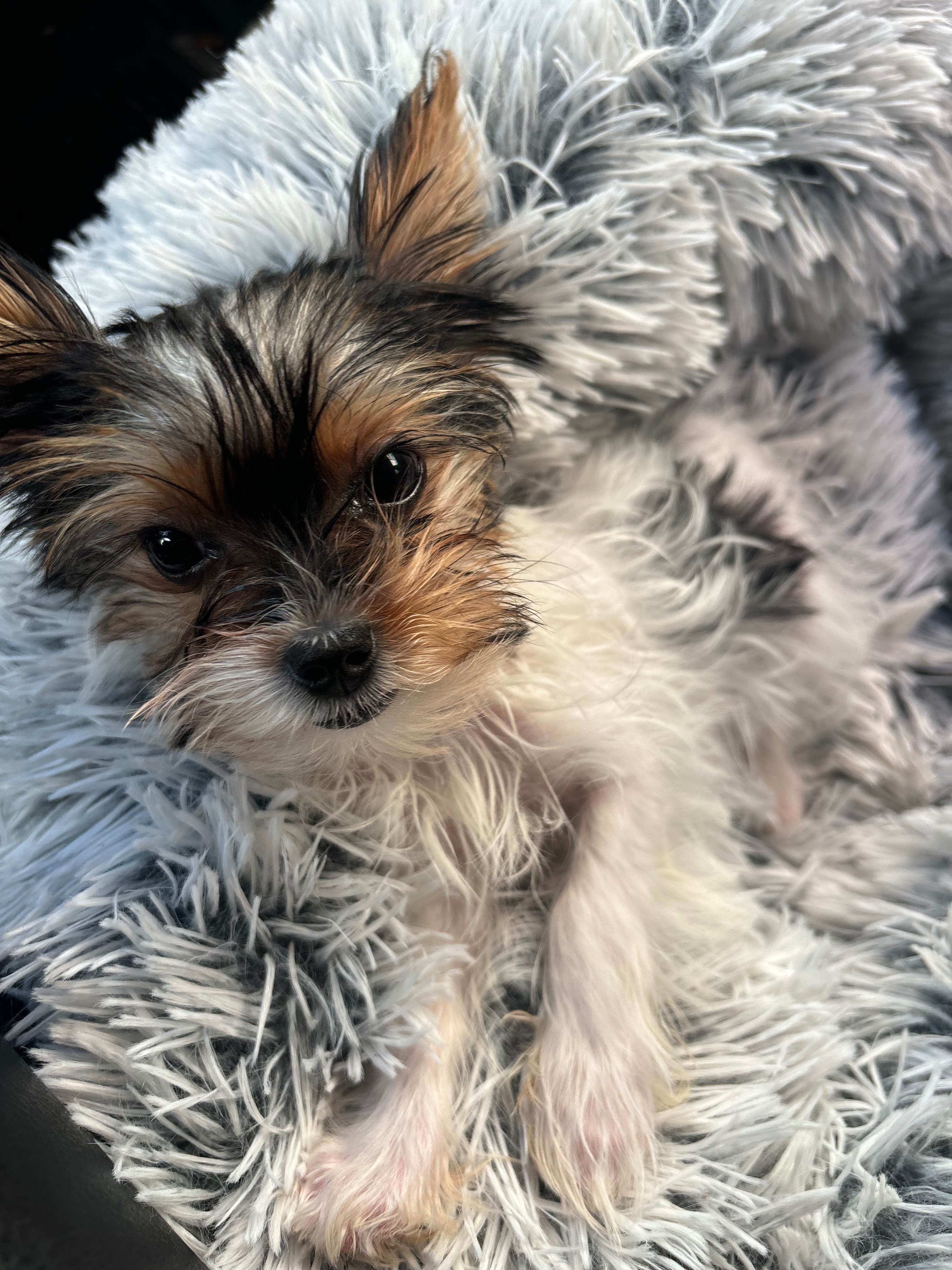 Help Save Sweet Macie’s Life campaign photo, 2 of 7