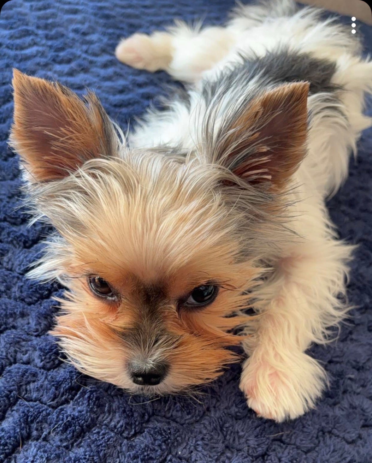 Help Save Sweet Macie’s Life campaign photo, 4 of 7