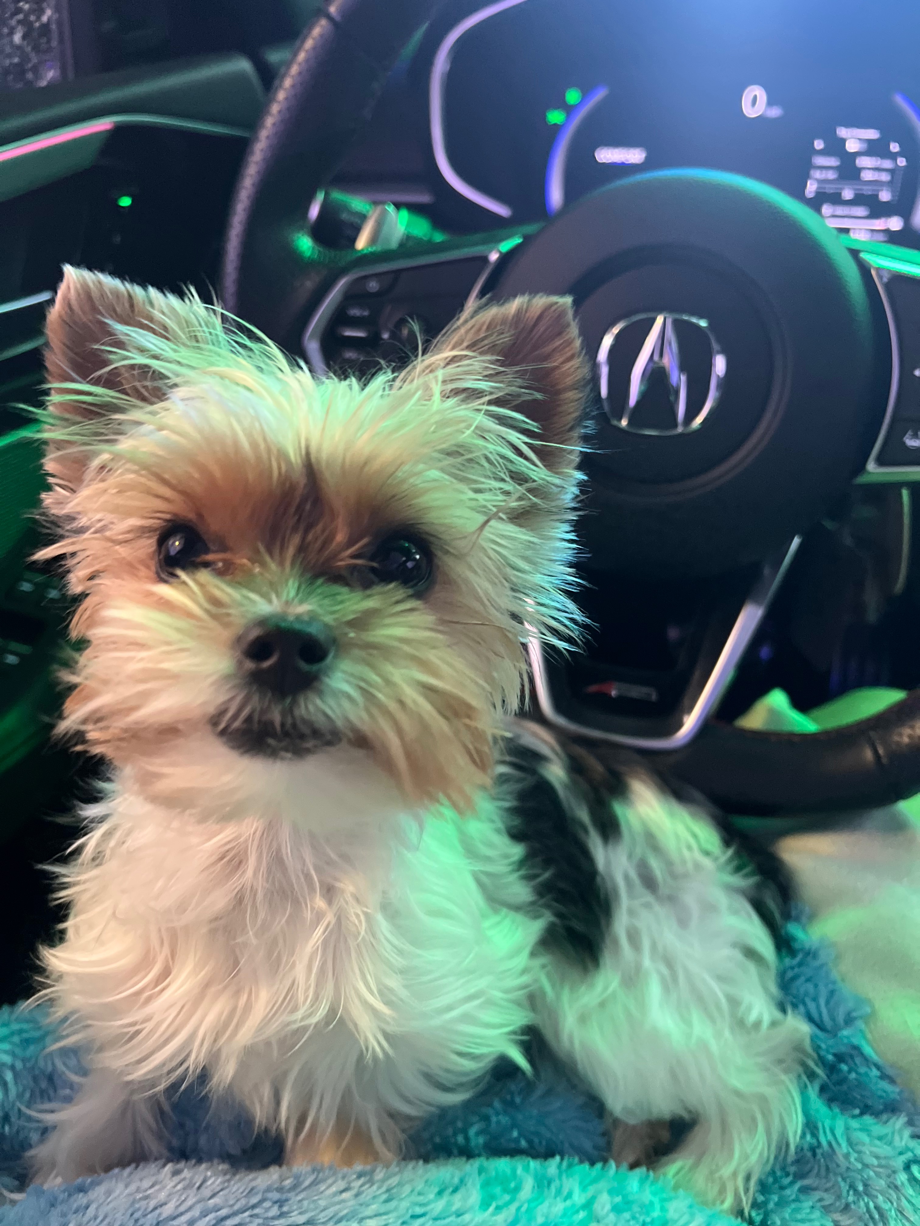 Help Save Sweet Macie’s Life campaign photo, 5 of 7