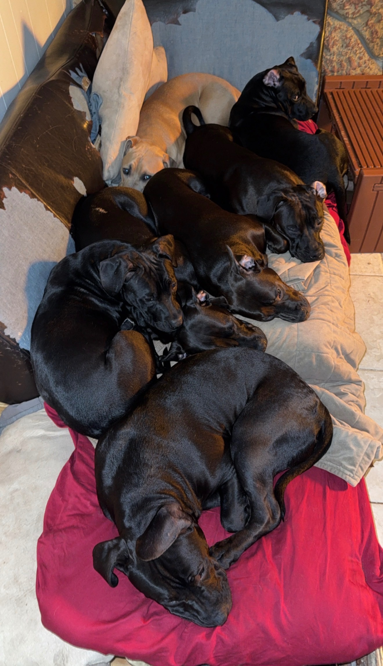Fundraiser by Brooke D : Help Keep Six Puppies Safe and Happy