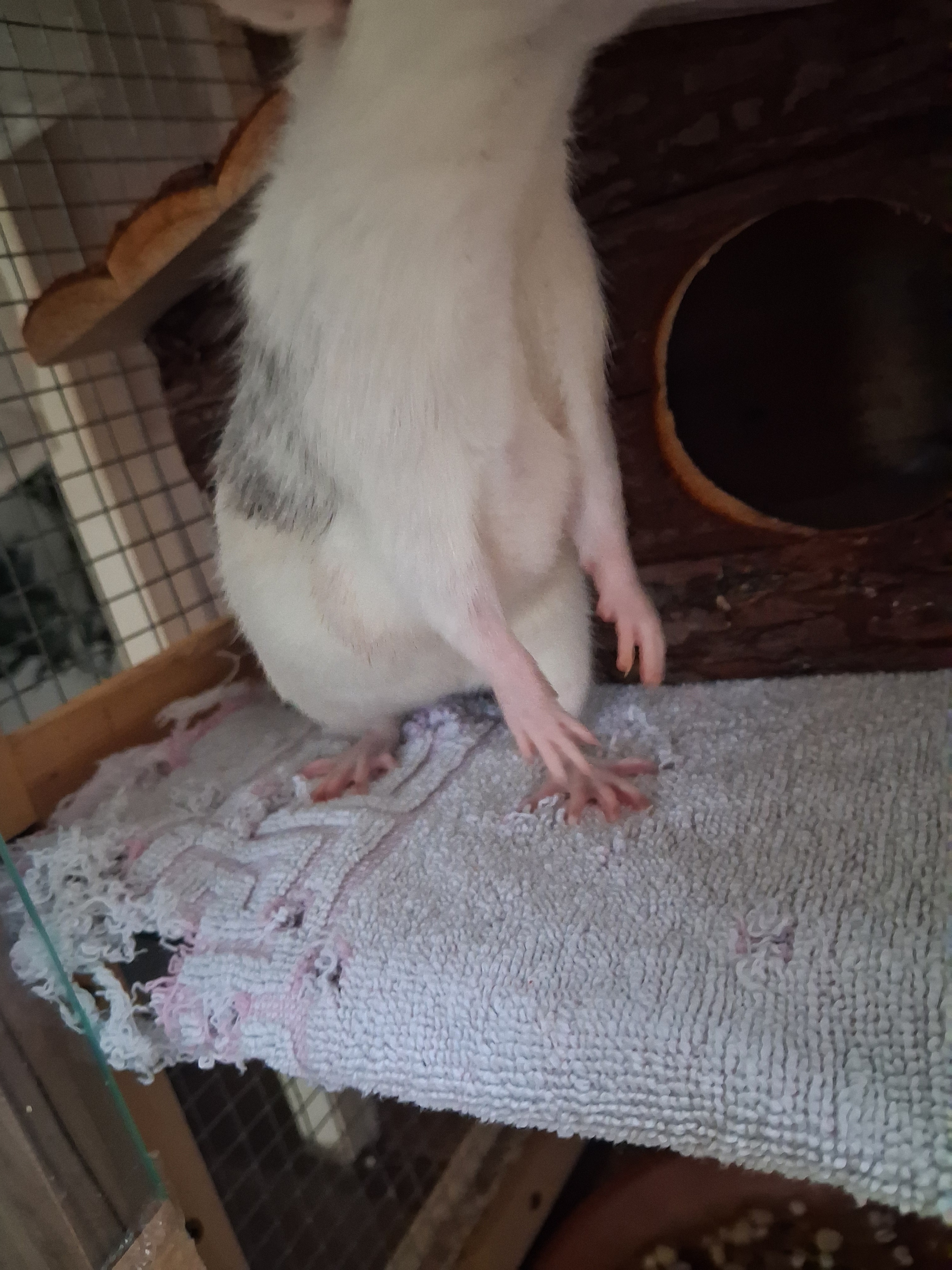 Hilfe für meine Lilly, eine Ratte mit Kämpferherz campaign photo, 5 of 6