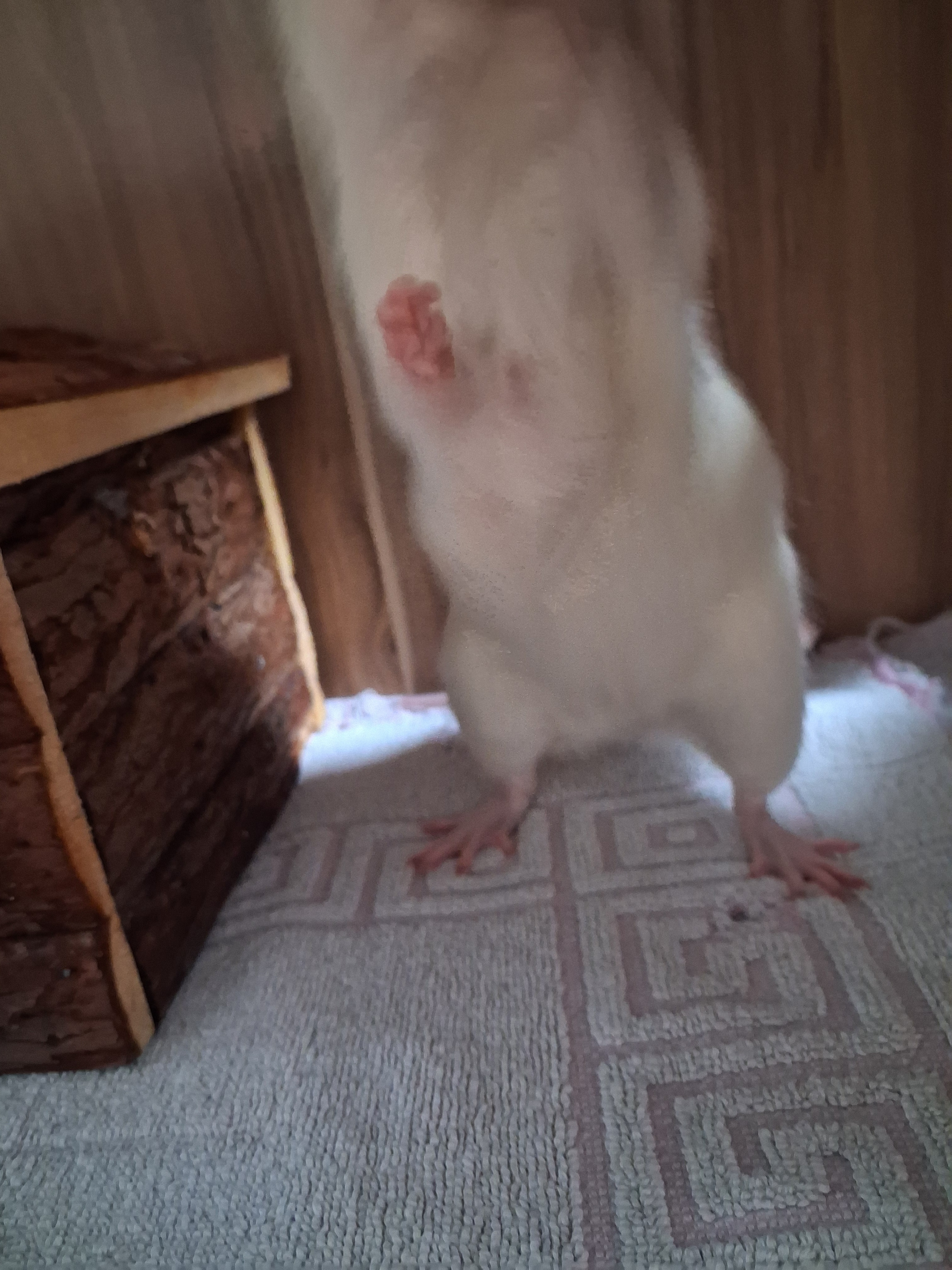 Hilfe für meine Lilly, eine Ratte mit Kämpferherz campaign photo, 2 of 6