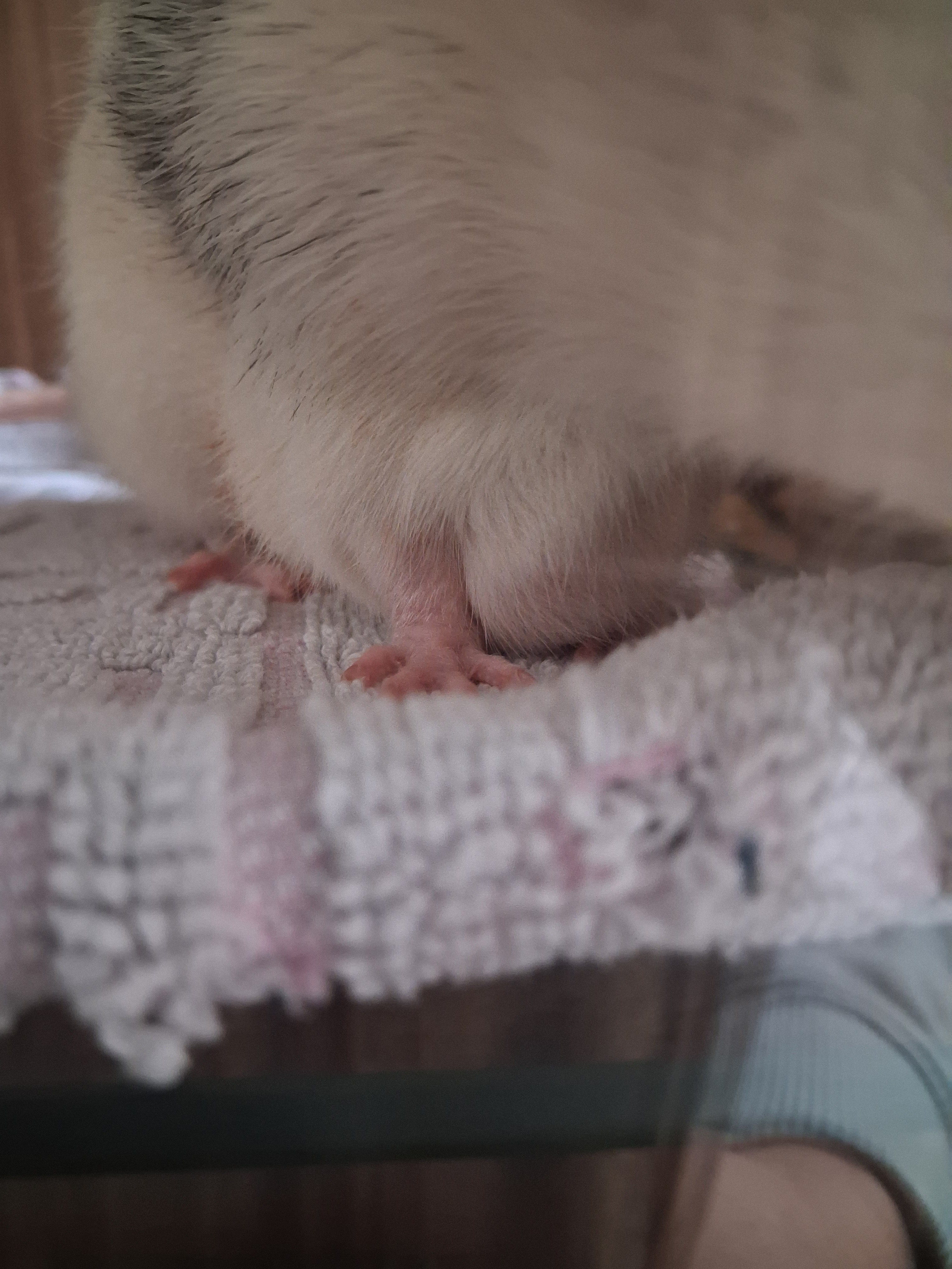 Hilfe für meine Lilly, eine Ratte mit Kämpferherz campaign photo, 4 of 6