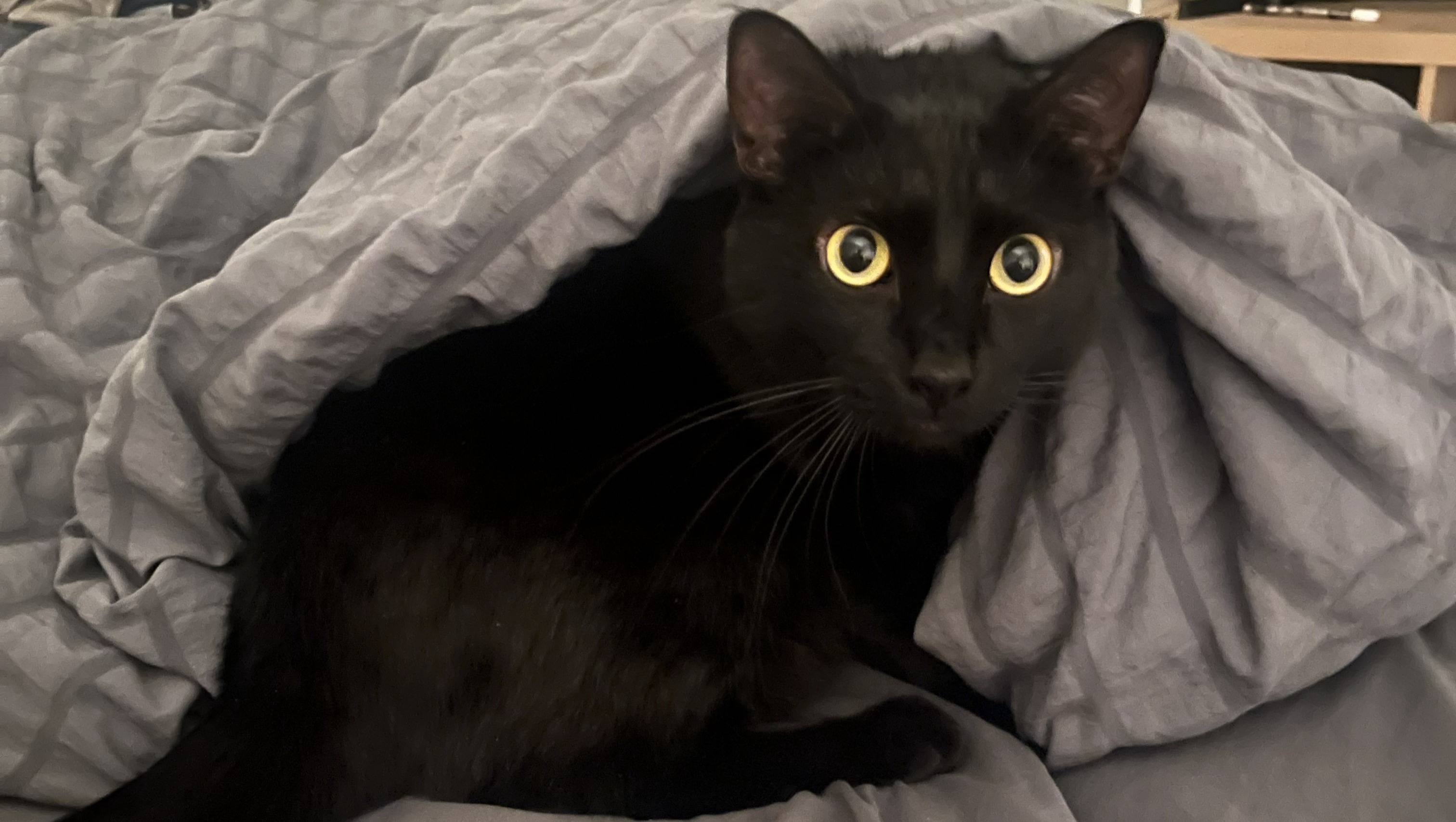 Help Theo Recover from Emergency Surgery photo