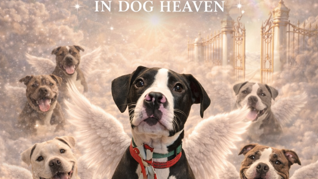 Help with Shadow’s Vet Bills & Memorial photo