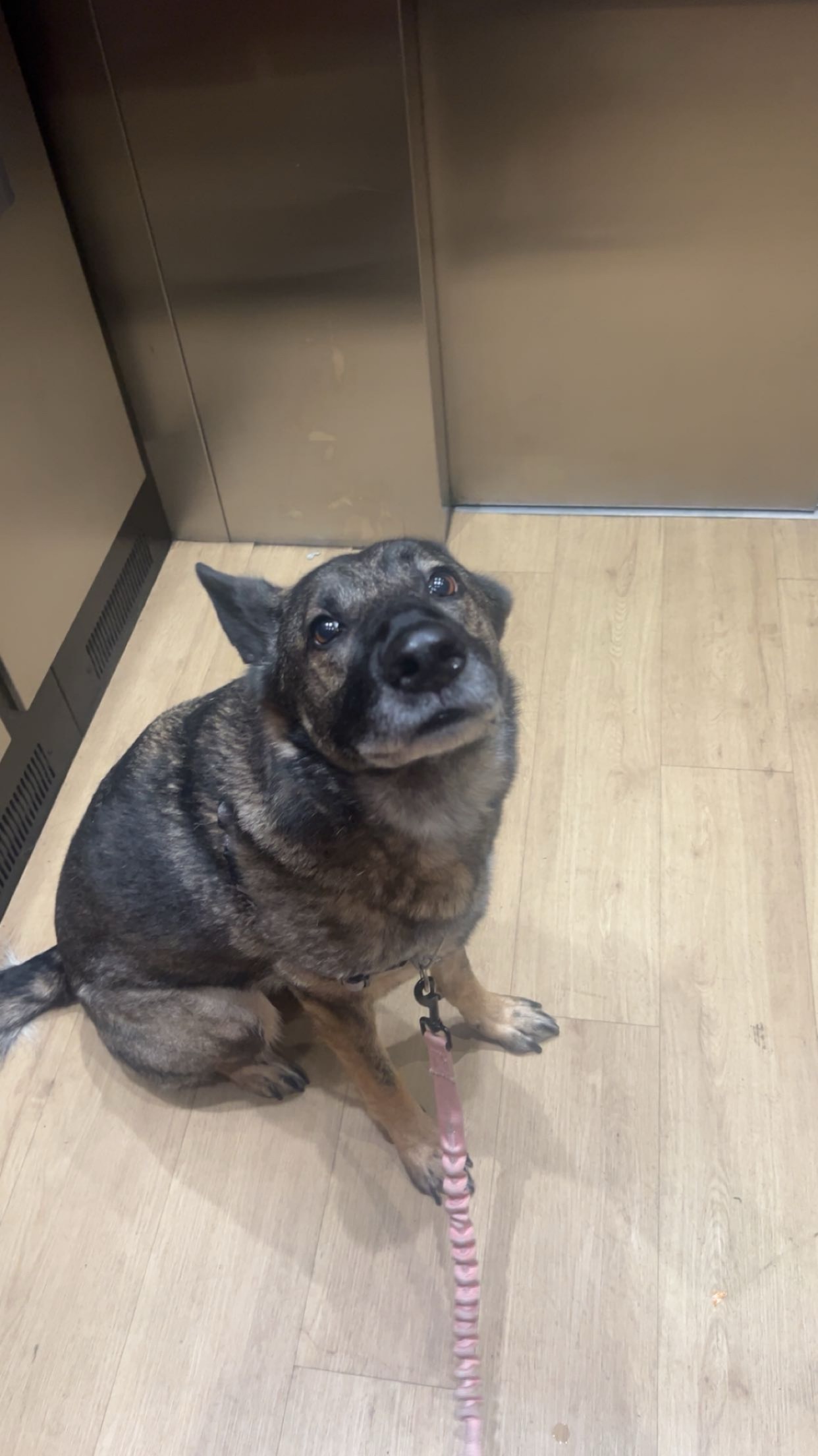Emergency Surgery for Ava’s Life-Saving Splenectomy campaign photo, 7 of 8