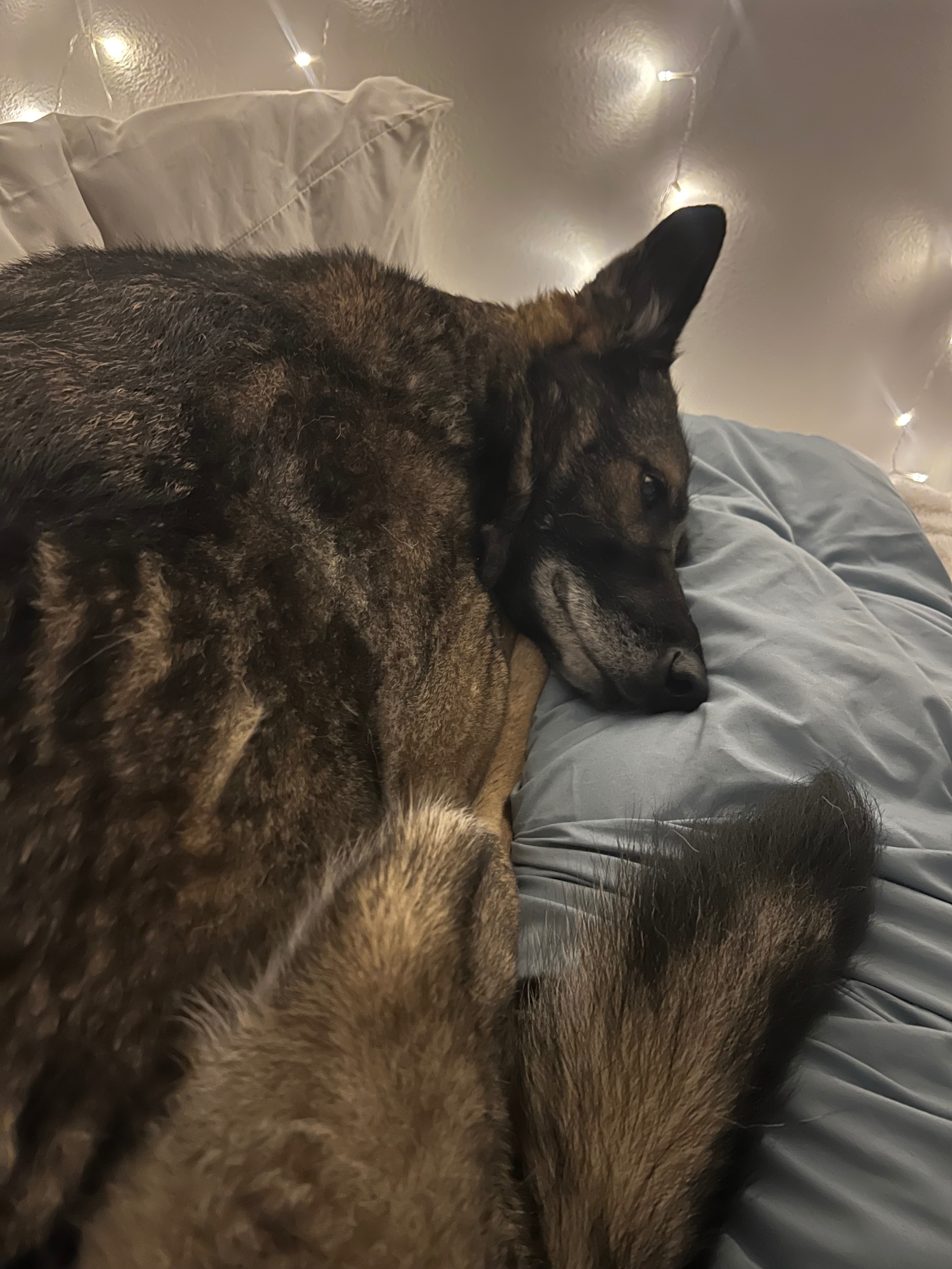 Emergency Surgery for Ava’s Life-Saving Splenectomy campaign photo, 4 of 8