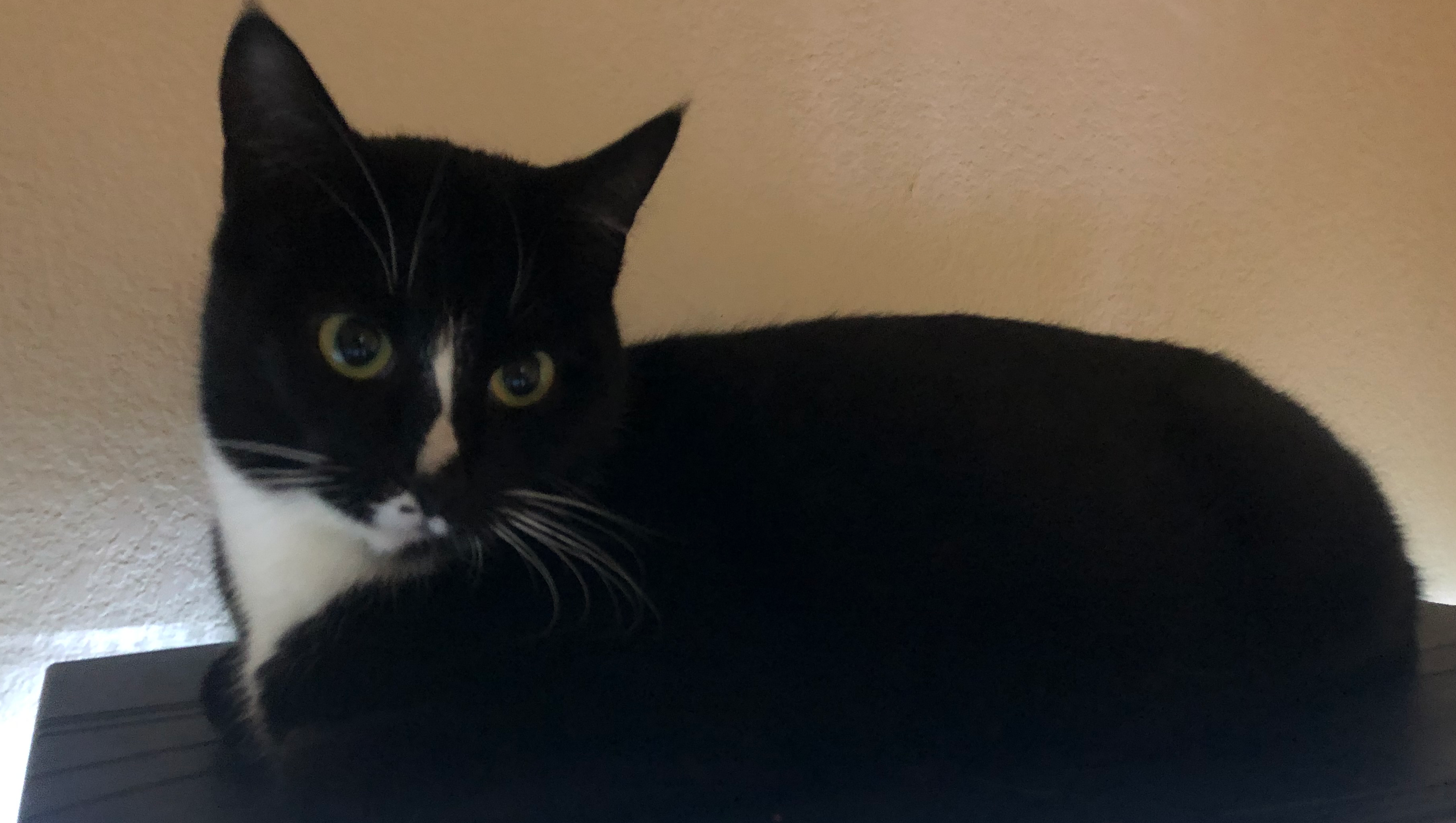 Support Delilah’s Vet Care photo