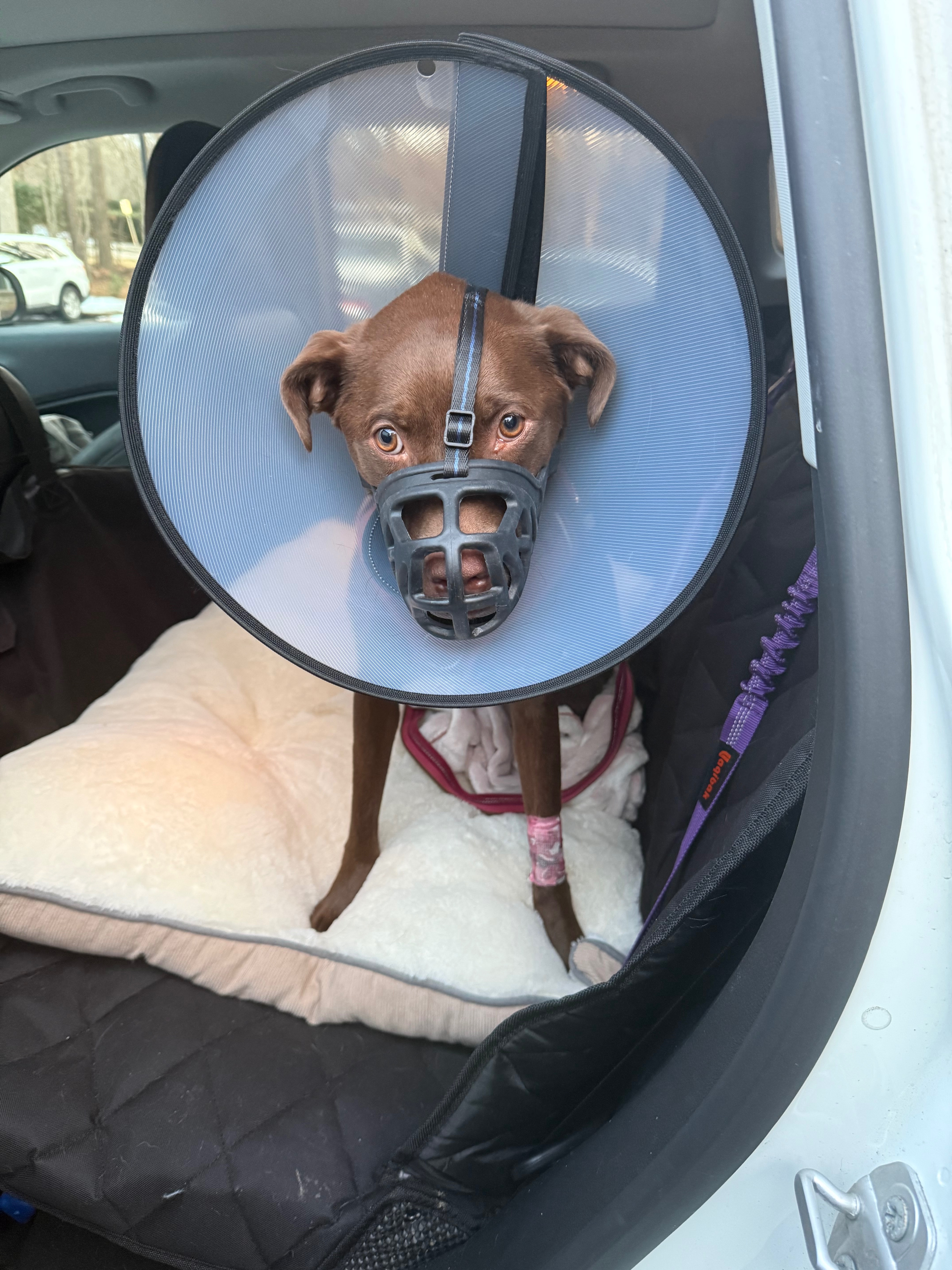 Help Maisy Heal After Surgery & Complications campaign photo, 4 of 5