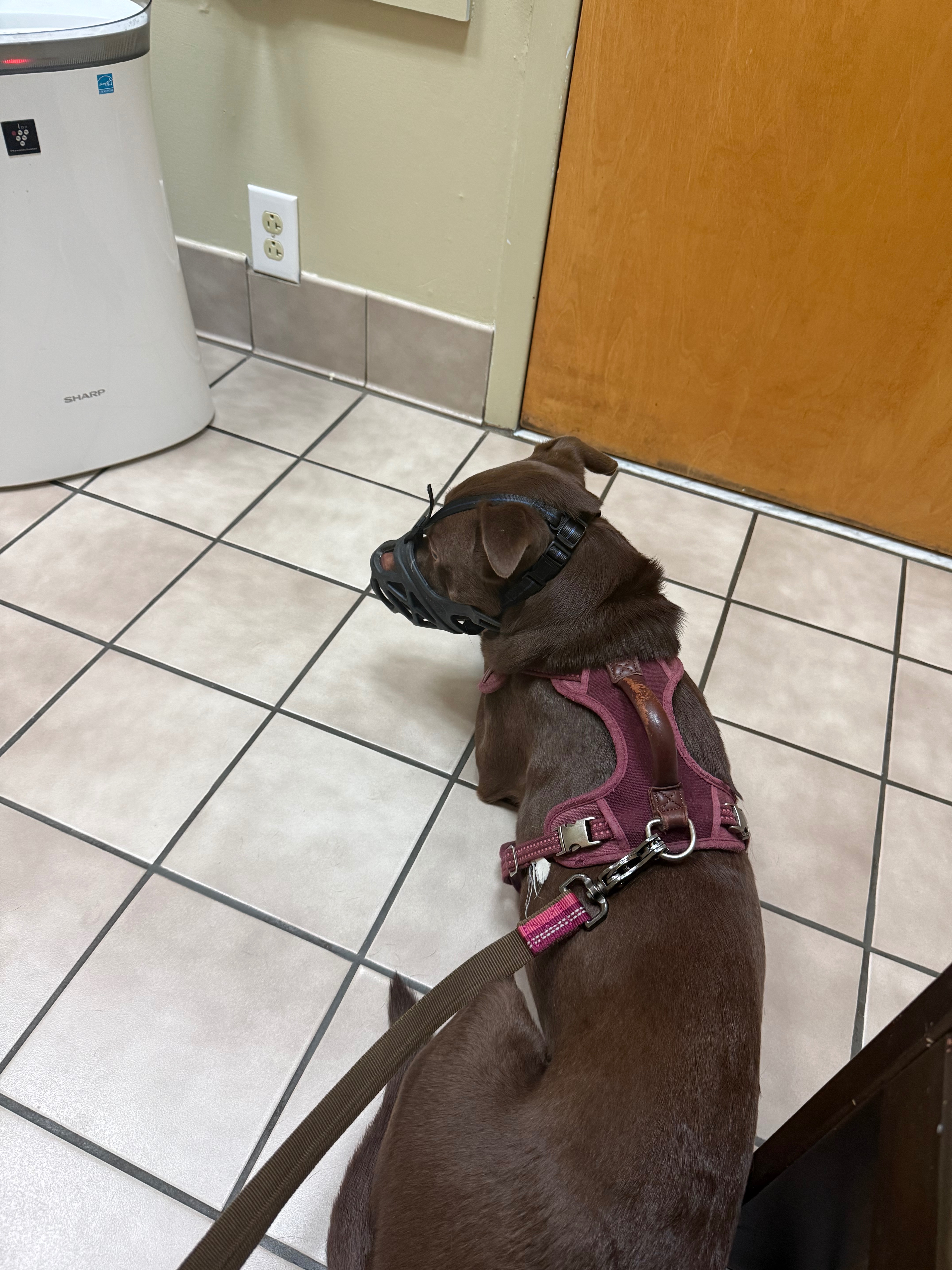 Help Maisy Heal After Surgery & Complications campaign photo, 2 of 5