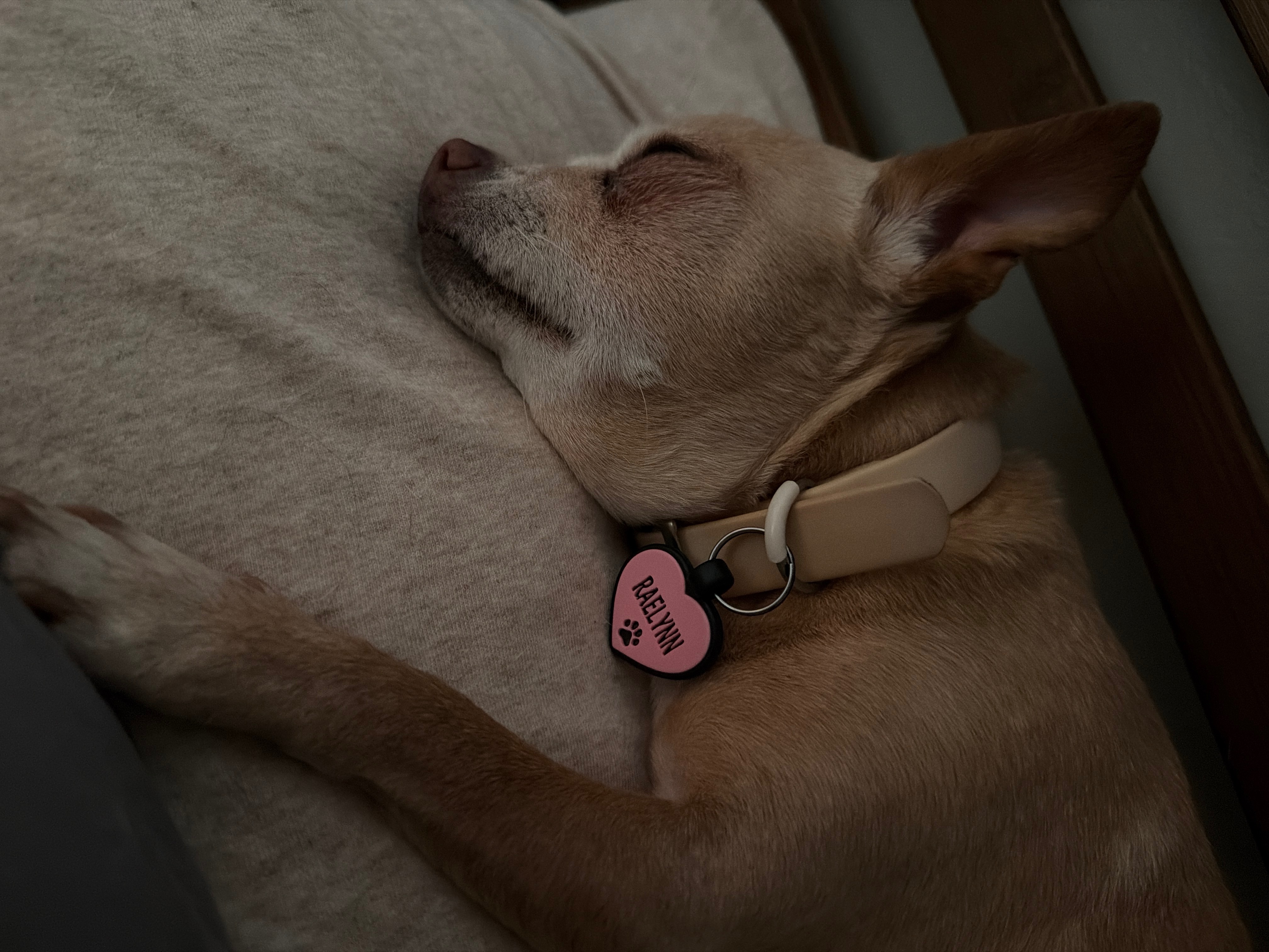 Help Raelynn Get Urgent Vet Care and Dental Treatment campaign photo, 5 of 6