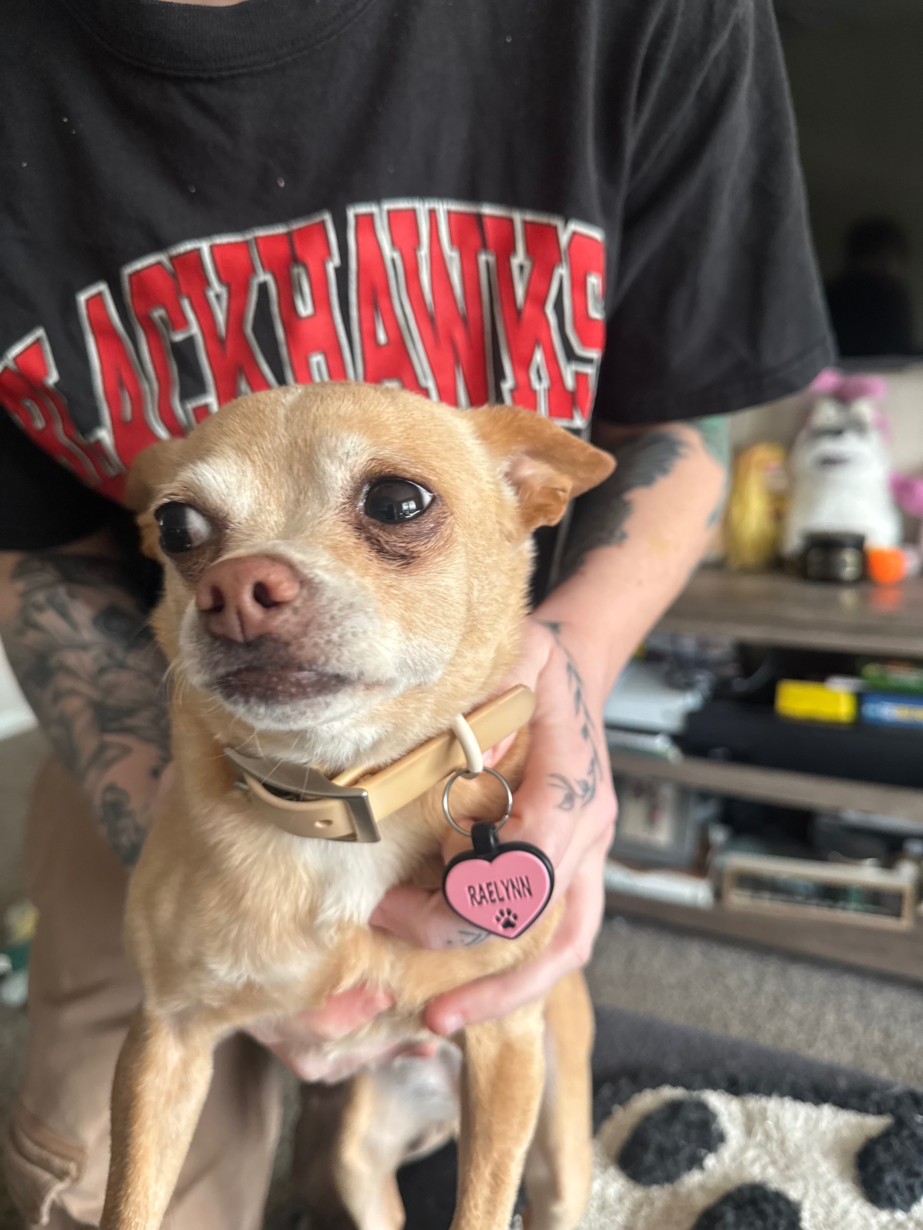 Help Raelynn Get Urgent Vet Care and Dental Treatment campaign photo, 2 of 6