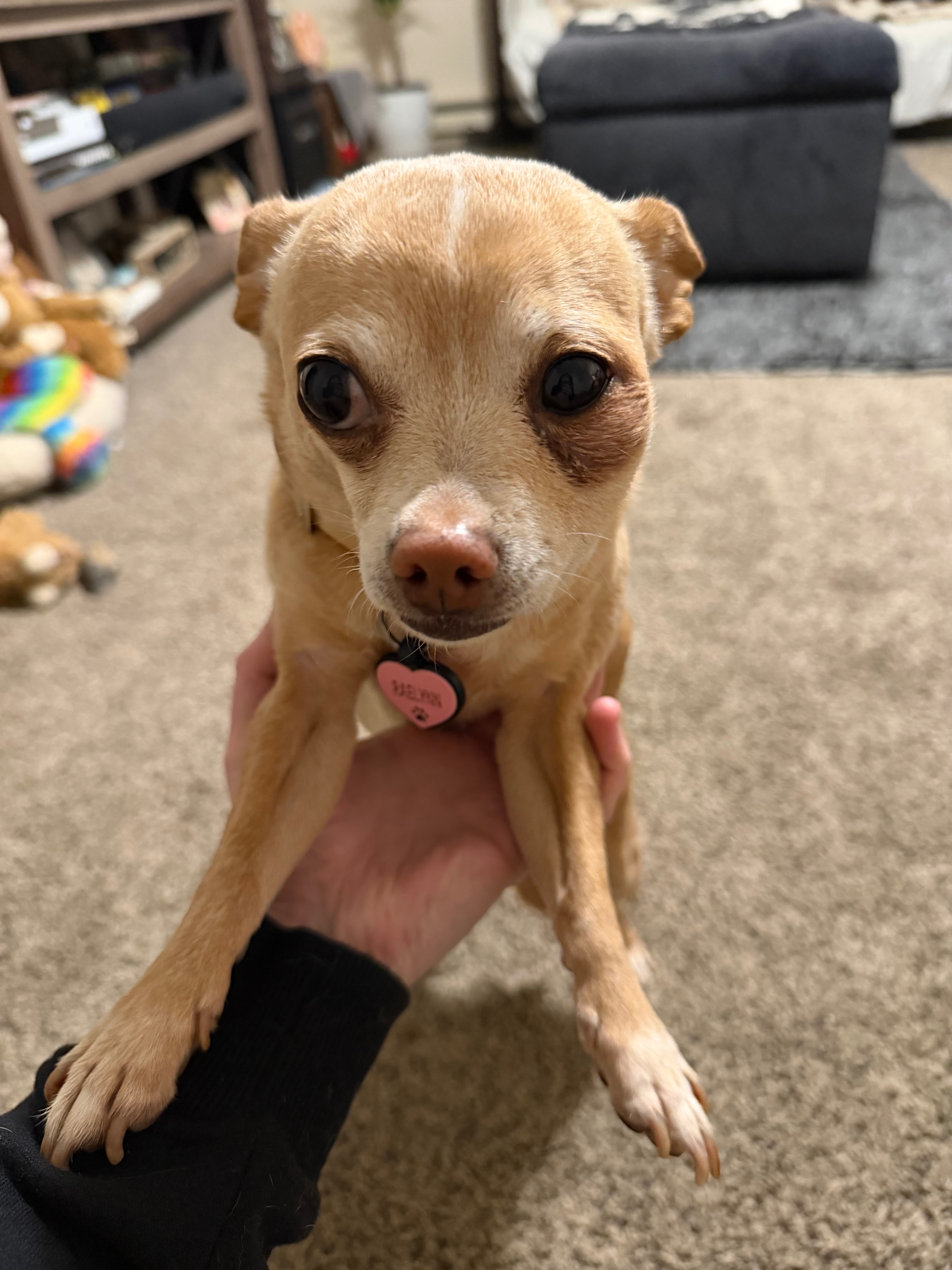 Help Raelynn Get Urgent Vet Care and Dental Treatment campaign photo, 4 of 6