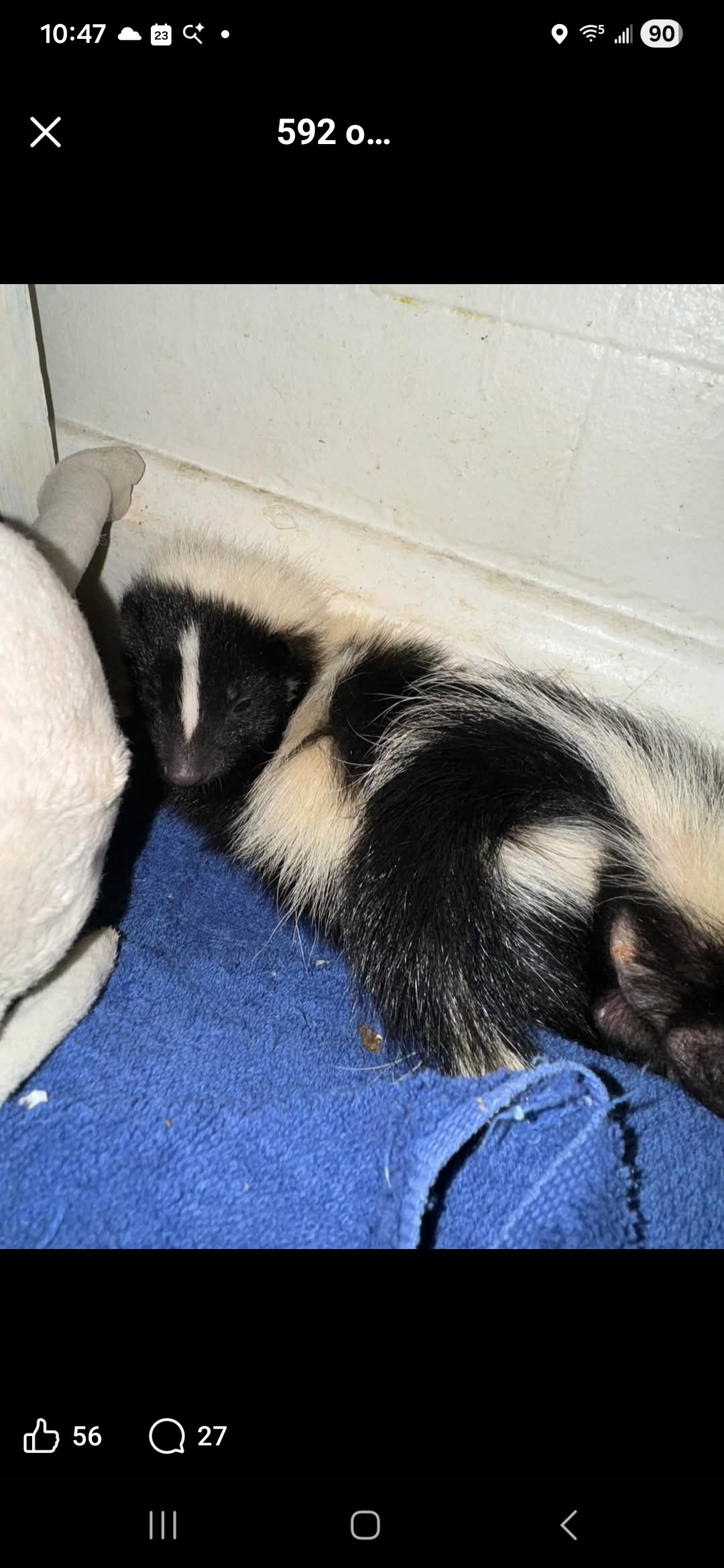 LeeAnn needs surgery. Her rescues need US:) campaign photo, 5 of 8