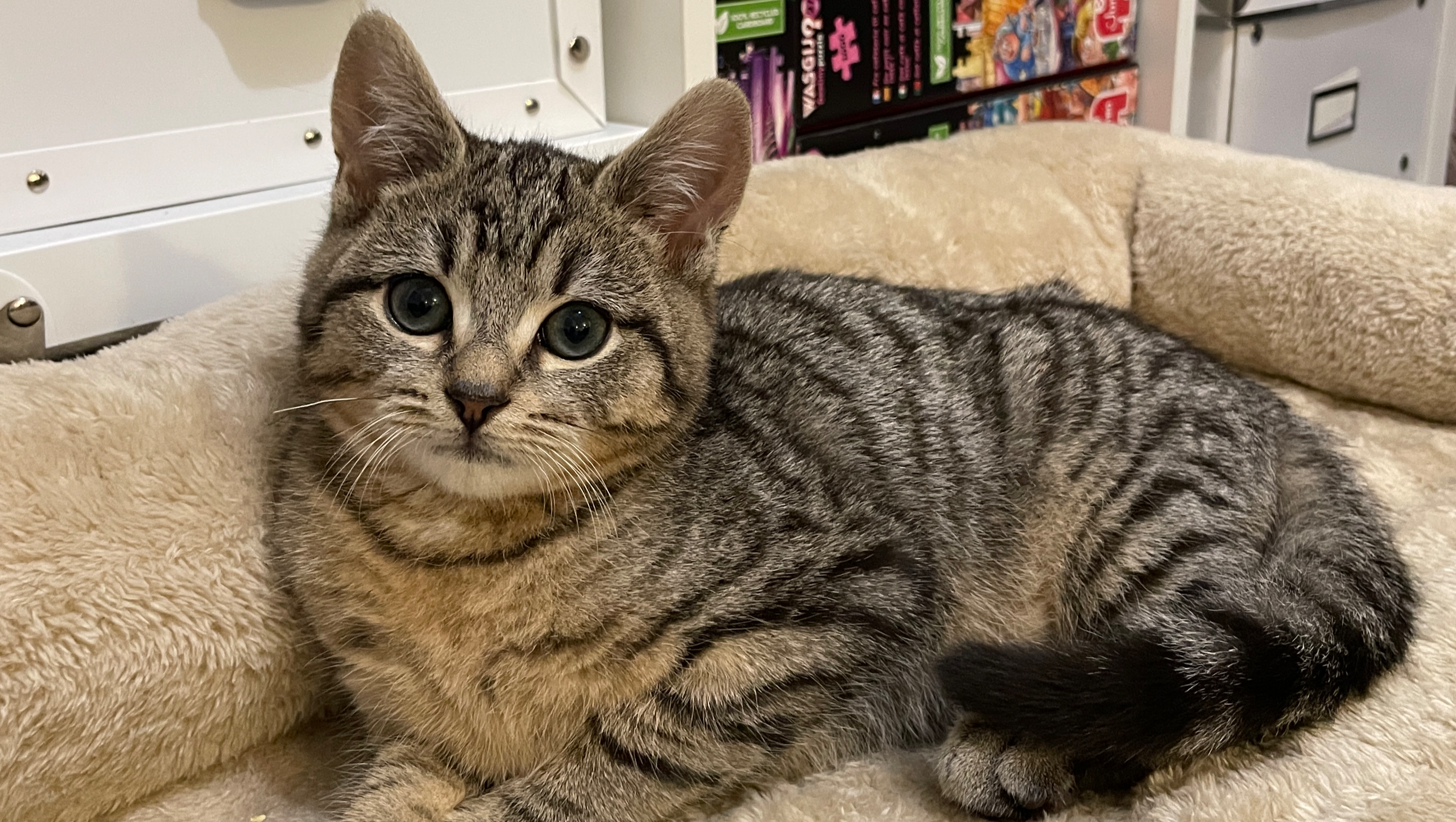 Help Harris Fight Neurological FIP photo