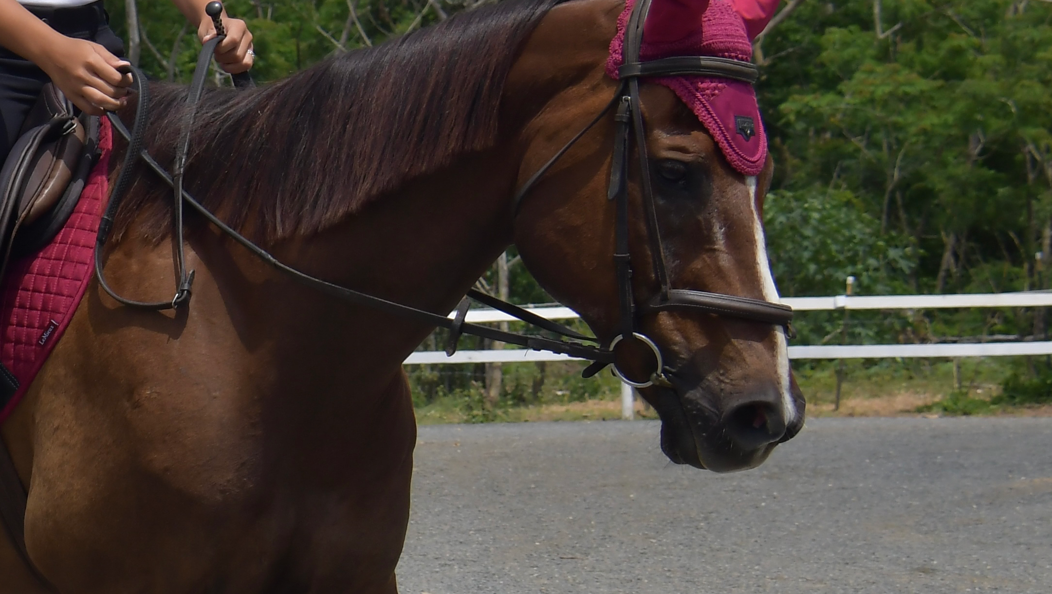 Support Avery’s Showjumping Dreams in Puerto Rico photo