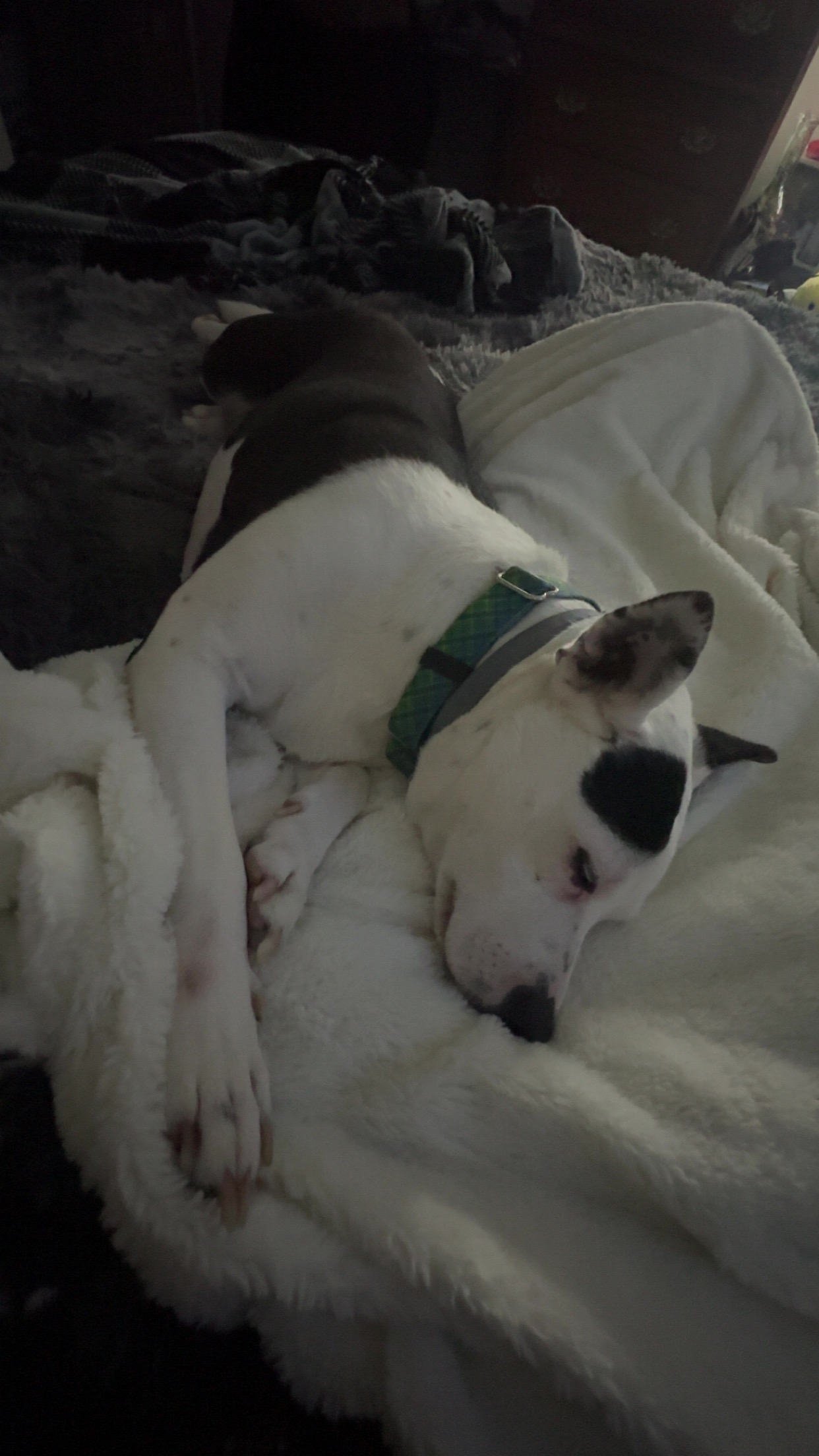 Bring Willow Home: Support Her Emergency Treatment campaign photo, 6 of 8