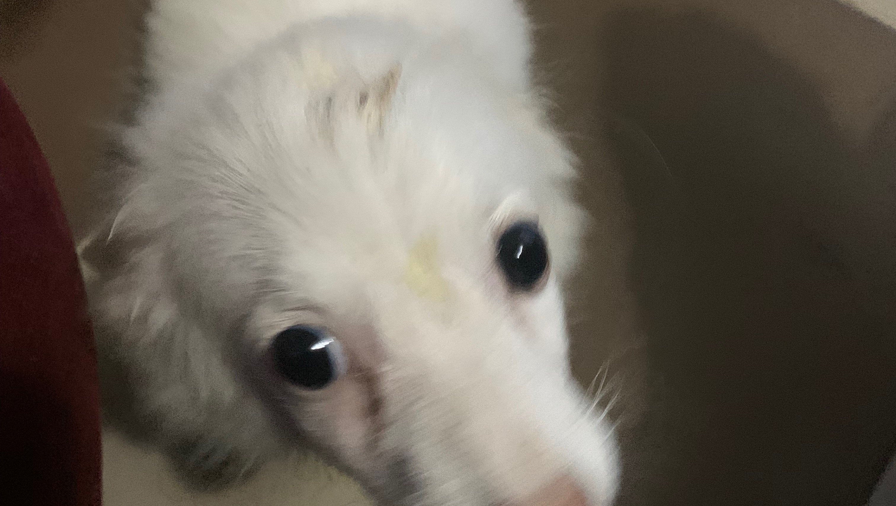 Help Olivia Get the Care She Needs photo