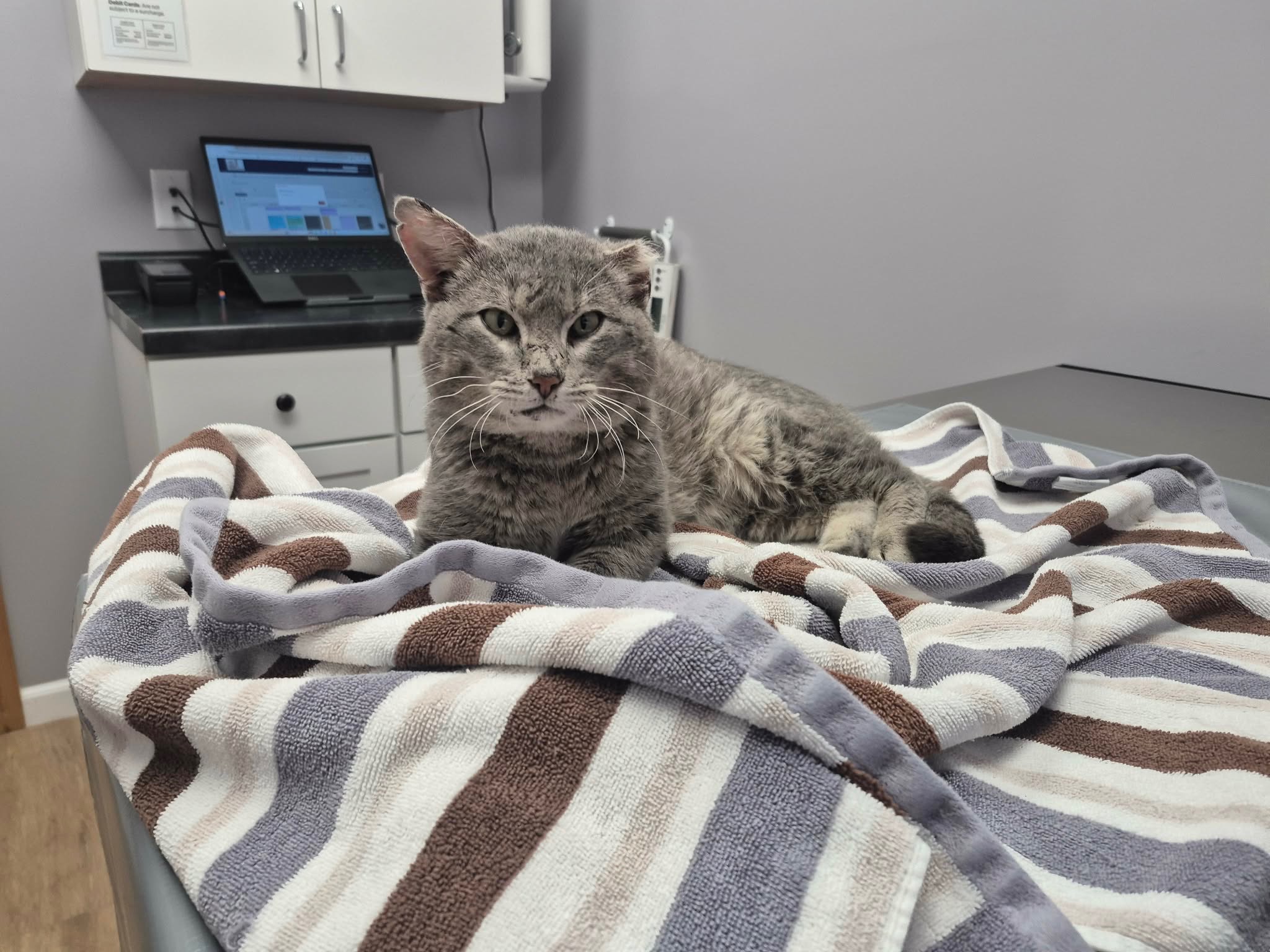 Help a Stray Cat Heal & Restart His Life campaign photo, 5 of 6