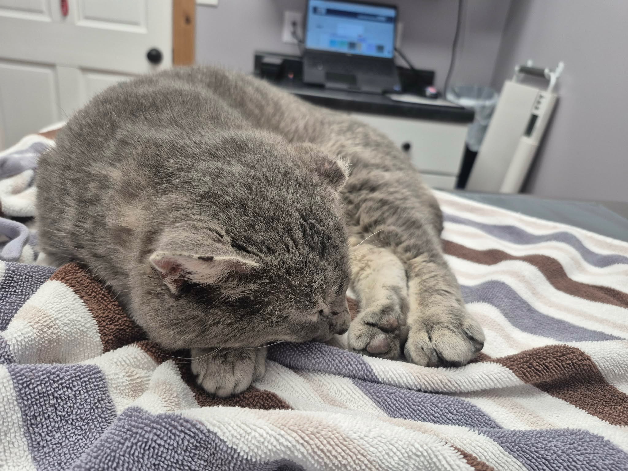 Help a Stray Cat Heal & Restart His Life campaign photo, 2 of 6