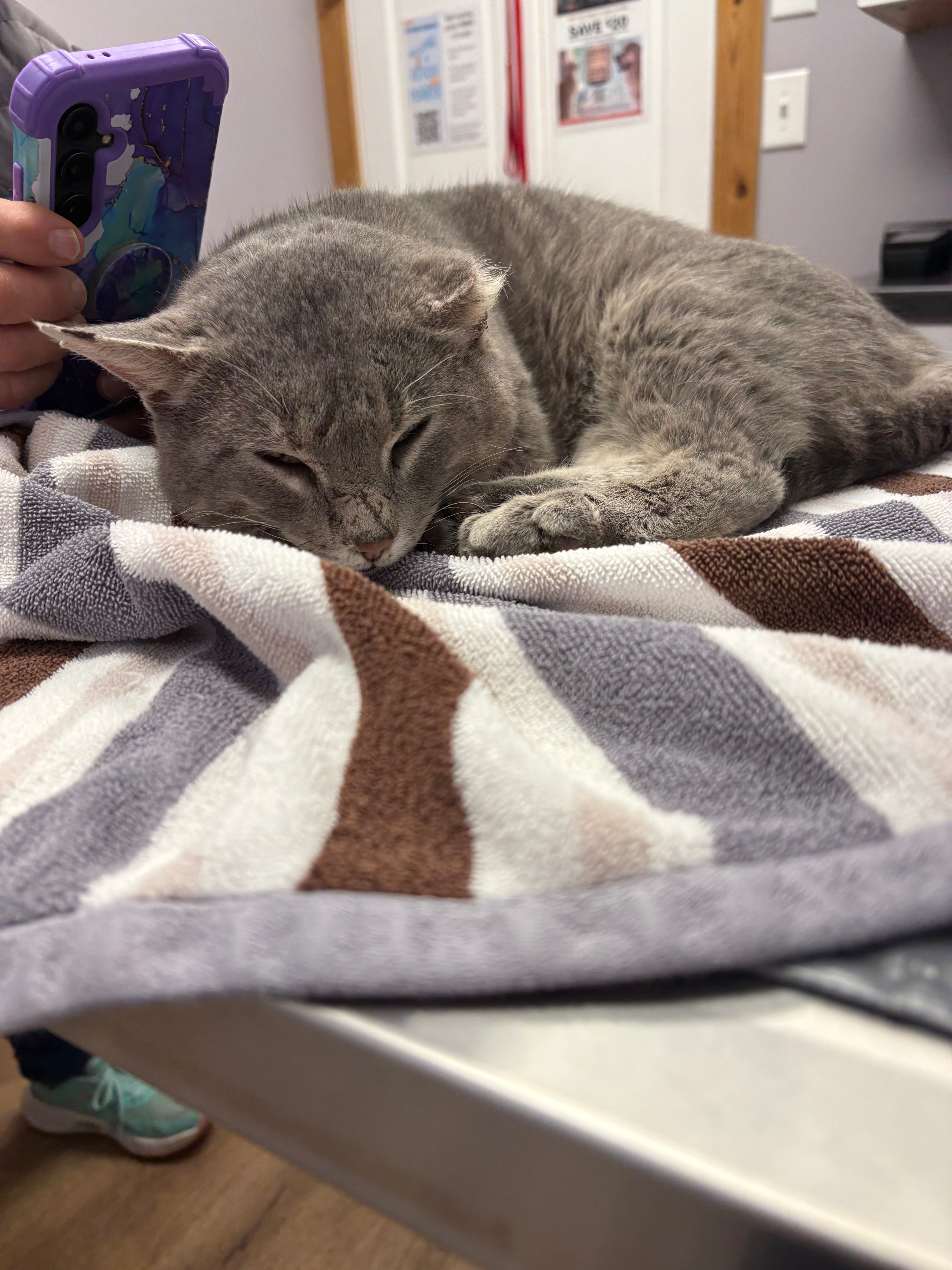 Help a Stray Cat Heal & Restart His Life campaign photo, 4 of 6