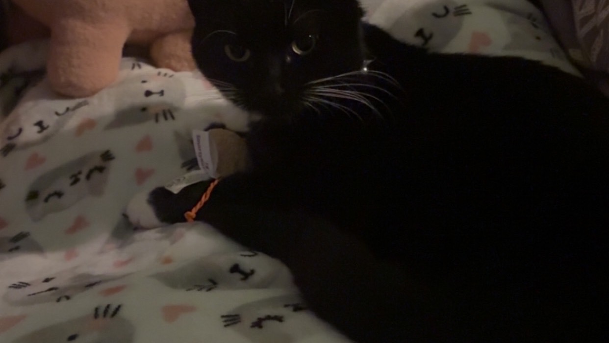 Care for Buckwheat: Help Him Feel Better photo