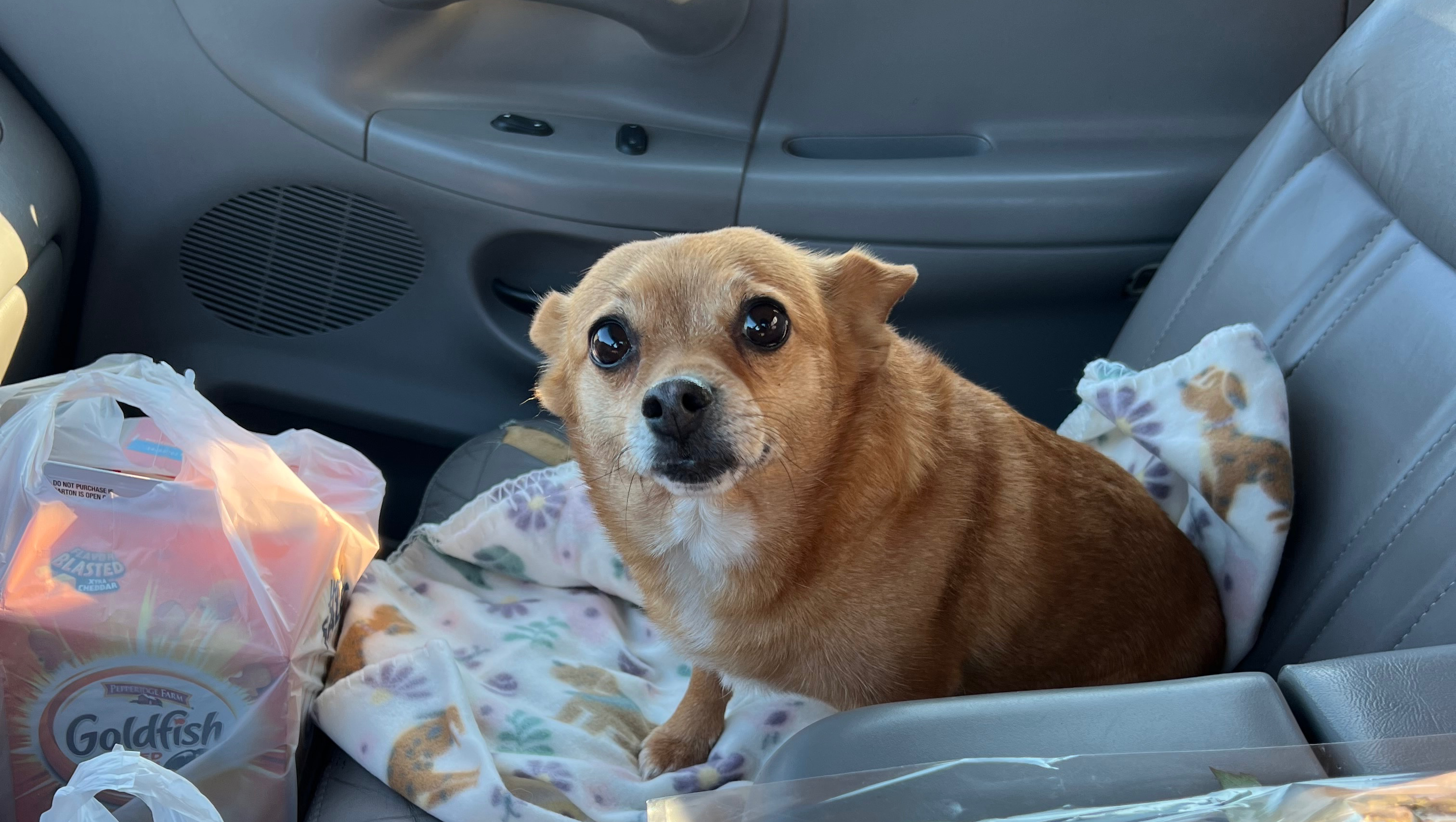 Sadies Cancer Treatment photo