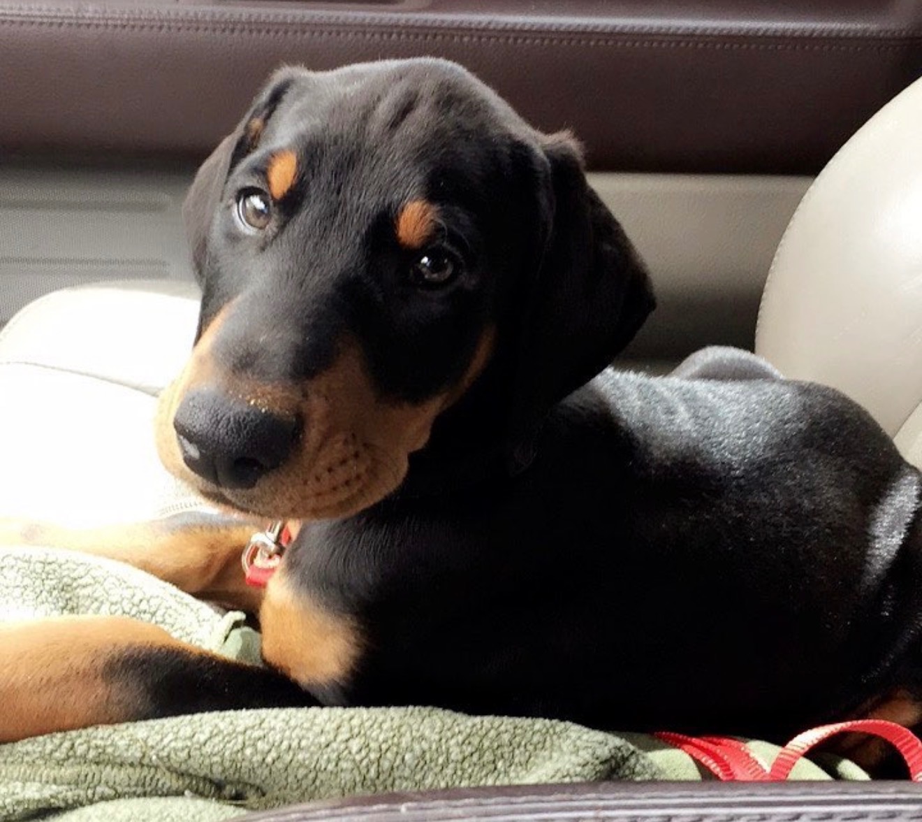 Help Caitlyn Save Her Best Friend, Titus campaign photo, 5 of 7