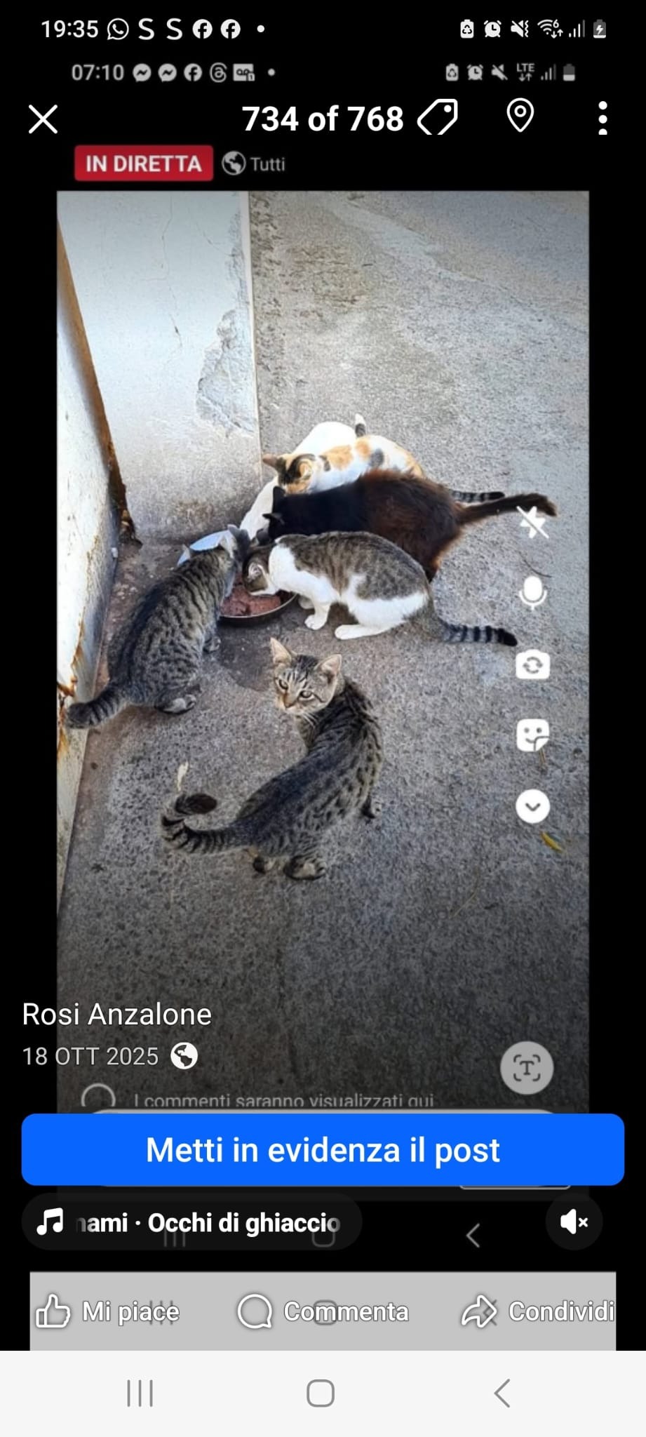 Foto della campagna 100 CANI E GATTI...... IL GRIDO DI DOLORE DI UNA VOLONTARIA, 4 di 7