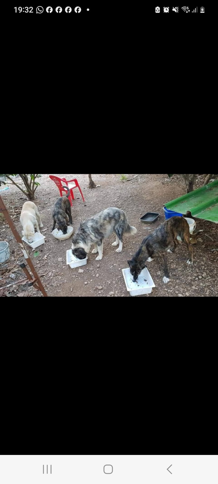 Foto della campagna 100 CANI E GATTI...... IL GRIDO DI DOLORE DI UNA VOLONTARIA, 5 di 7