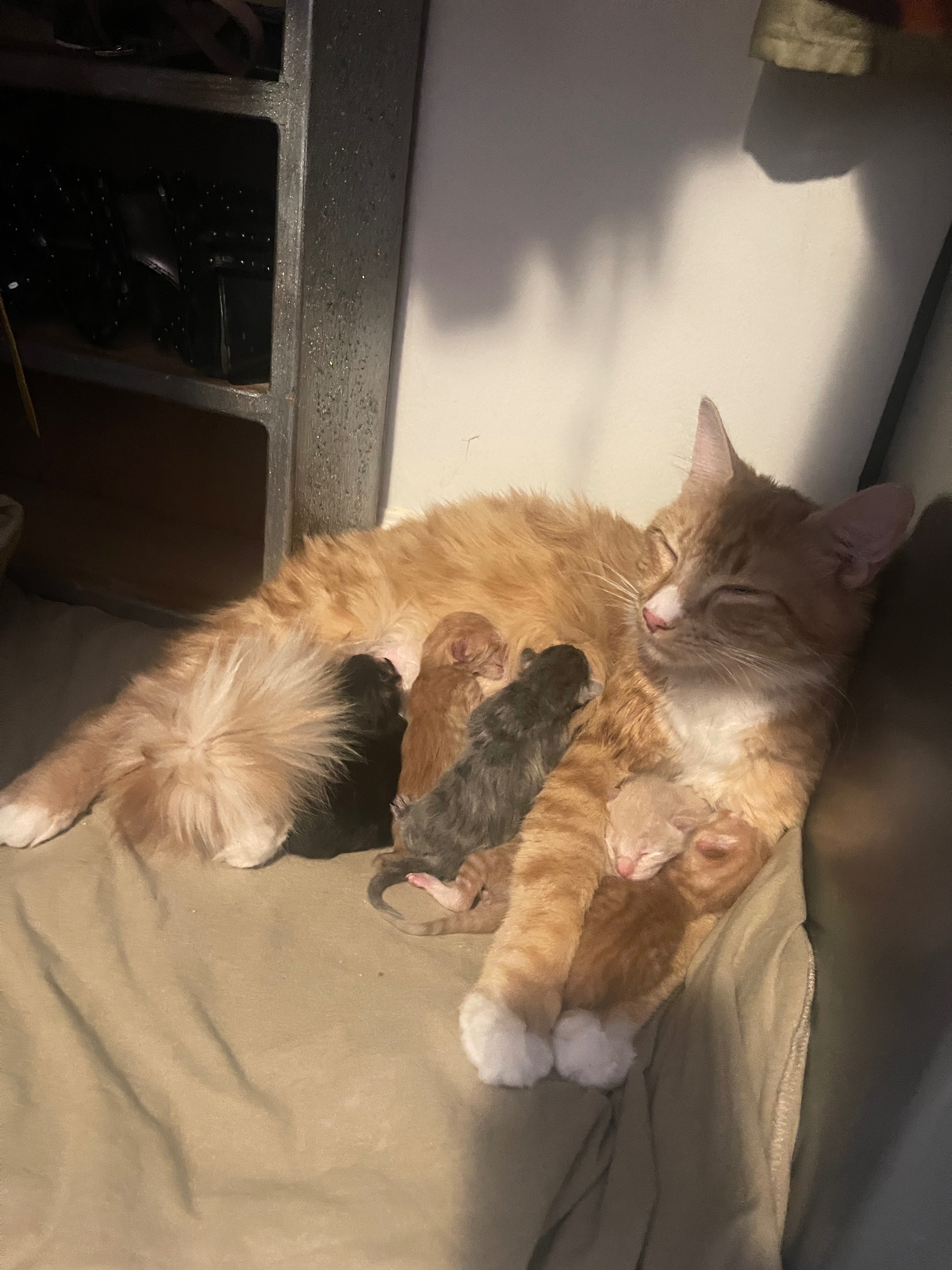 Help SNFR's First Rescue Kitten Litter Thrive! campaign photo, 5 of 6