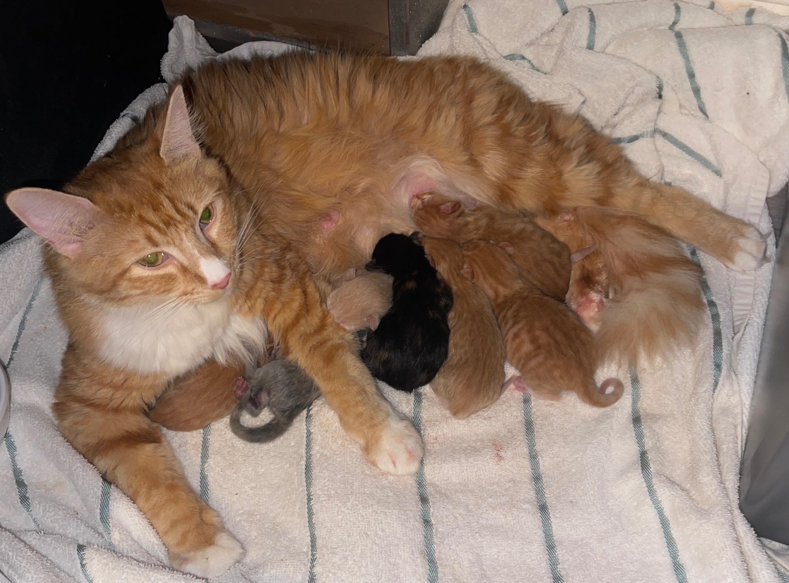 Help SNFR's First Rescue Kitten Litter Thrive! campaign photo, 2 of 6