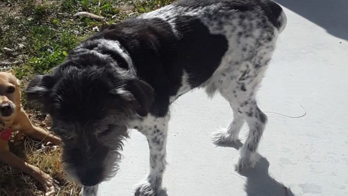 Life-Saving Surgery for Freckles photo