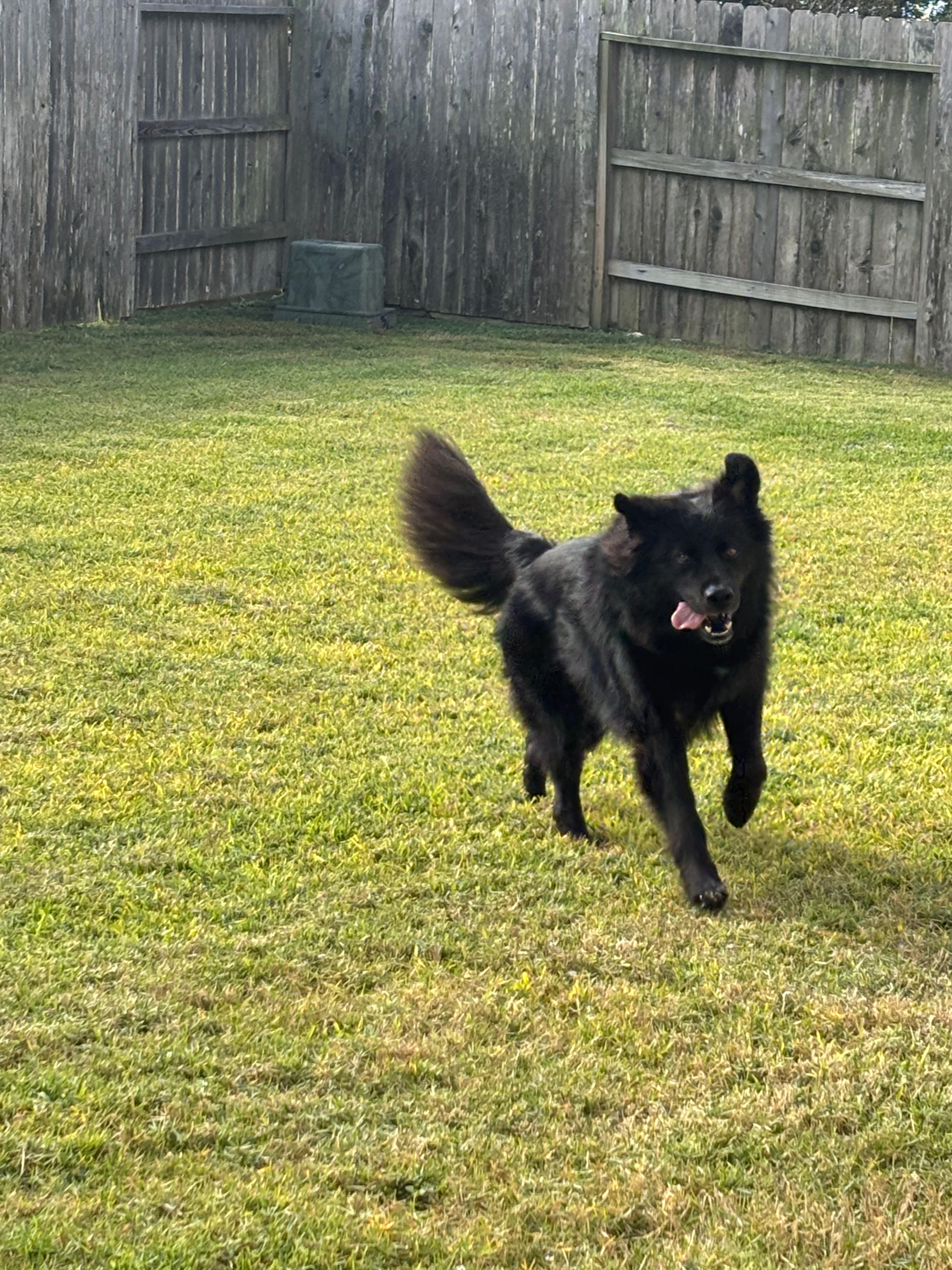 Support Howl’s Heartworm Treatment Journey campaign photo, 7 of 8