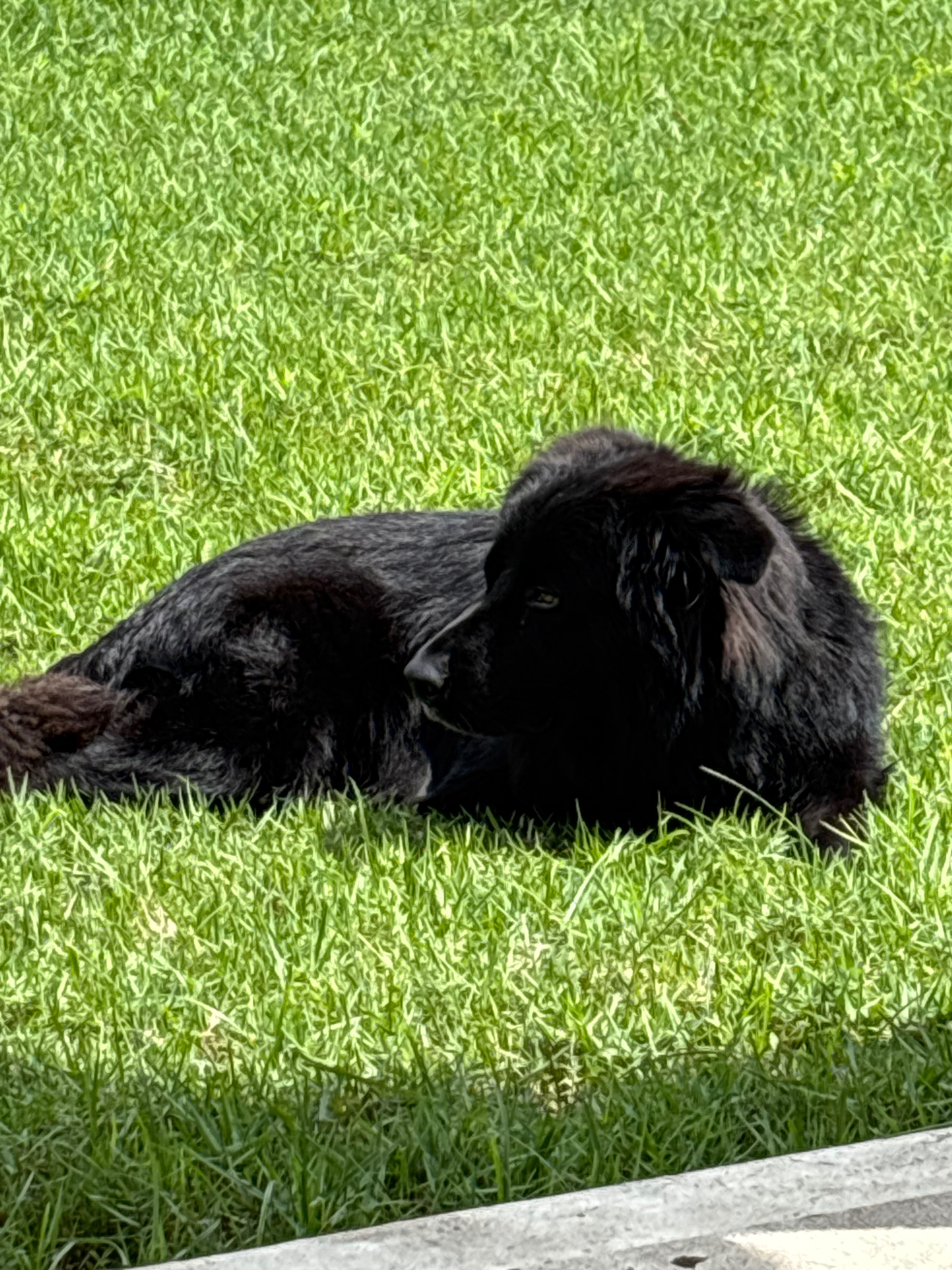 Support Howl’s Heartworm Treatment Journey campaign photo, 2 of 8
