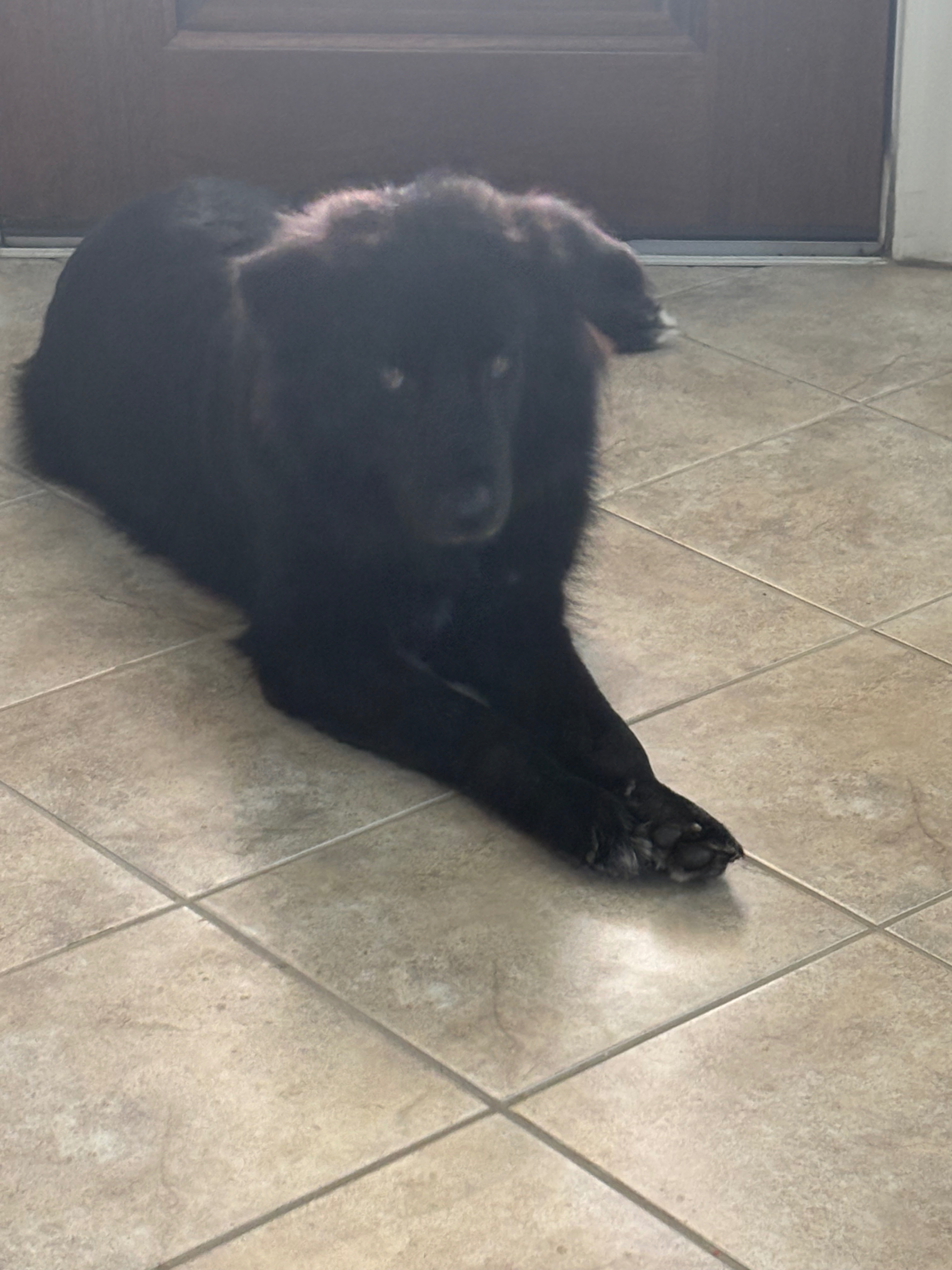 Support Howl’s Heartworm Treatment Journey campaign photo, 4 of 8