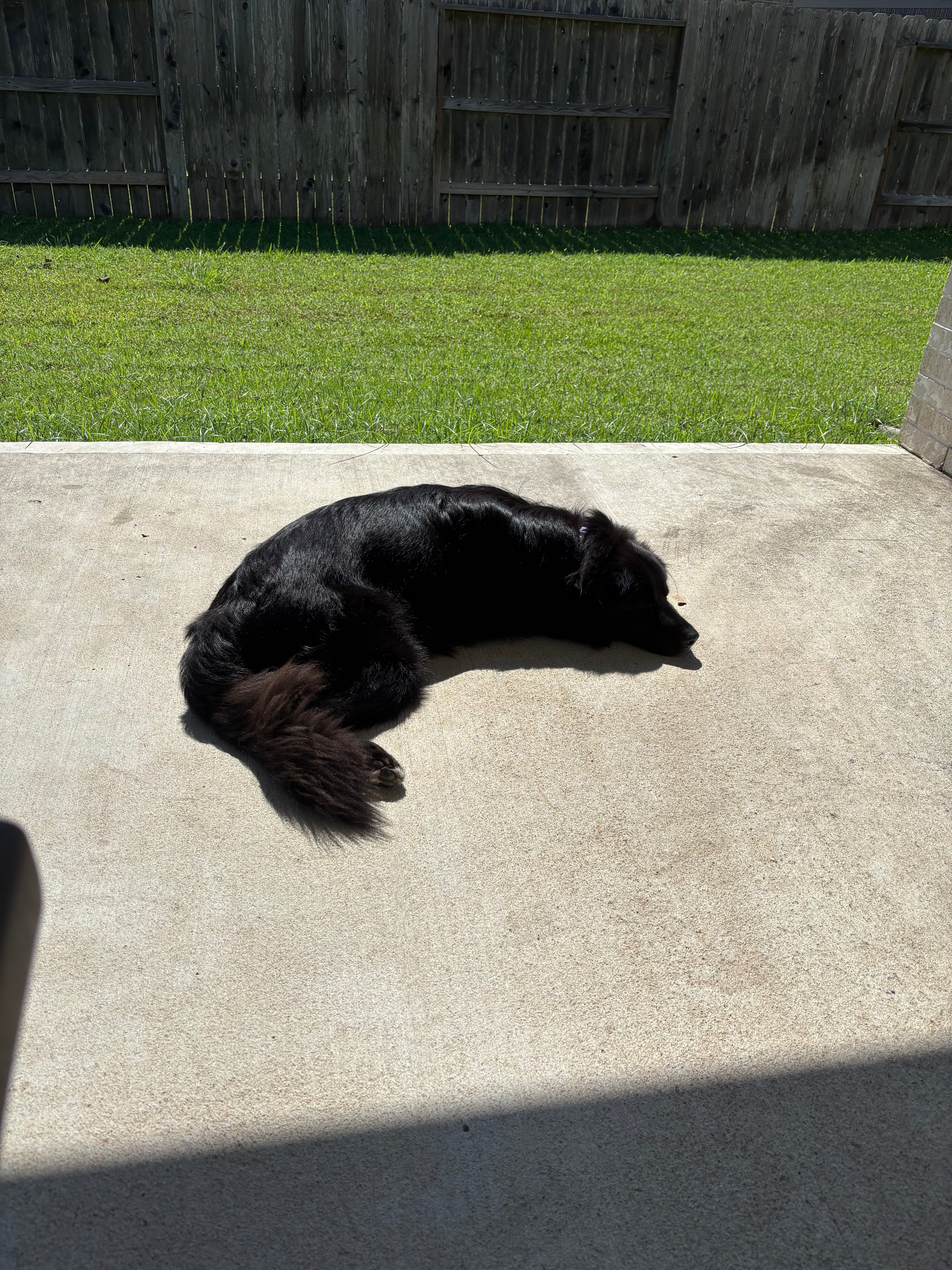 Support Howl’s Heartworm Treatment Journey campaign photo, 5 of 8
