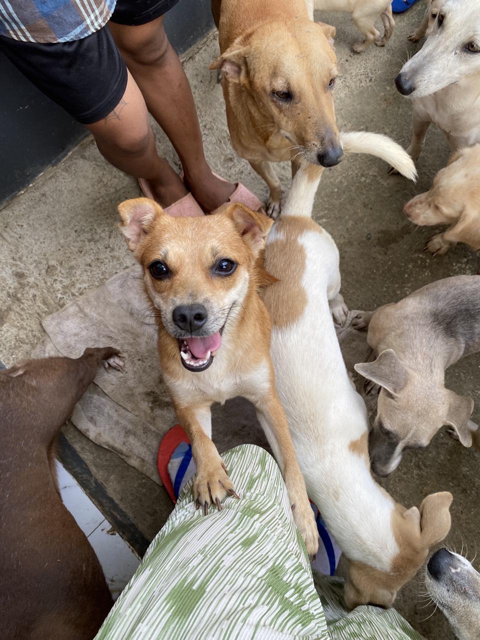 Support Mary Joy’s Rescue Advocacy & Emergency Medical Fund campaign photo, 7 of 8