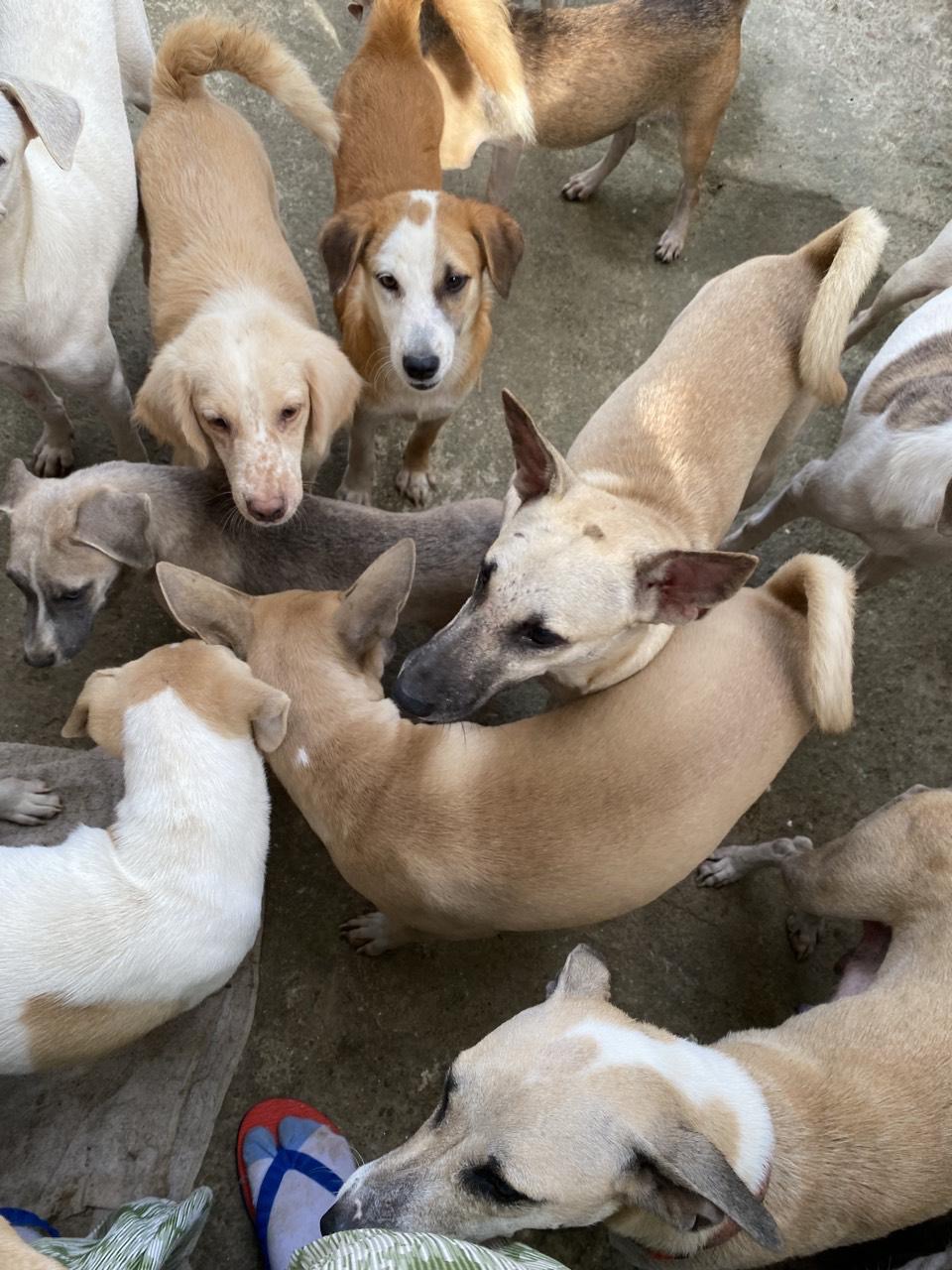 Support Mary Joy’s Rescue Advocacy & Emergency Medical Fund campaign photo, 4 of 8