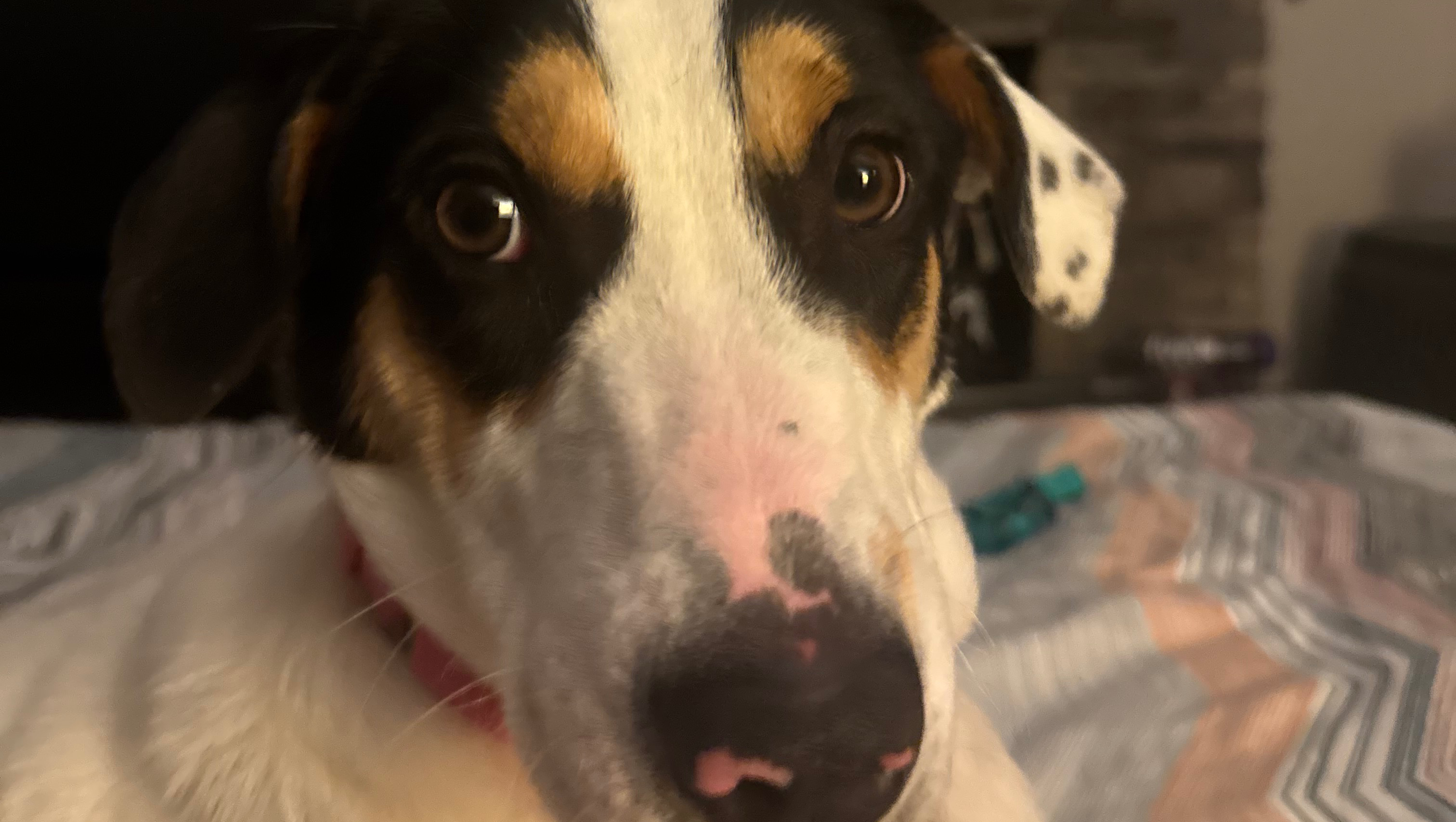 Support Charlotte Humane Society's Animals photo