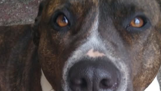 Help Macedonia & Baby Avoid Eviction photo